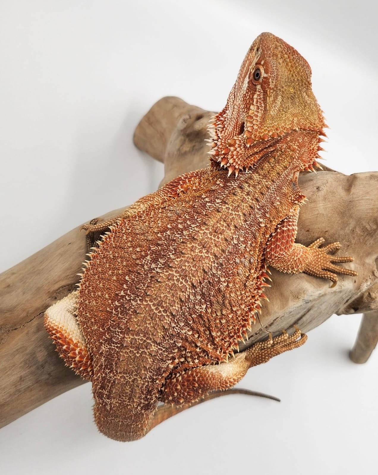 Hypo Genetic Stripe 100% het Translucent Bearded Dragon