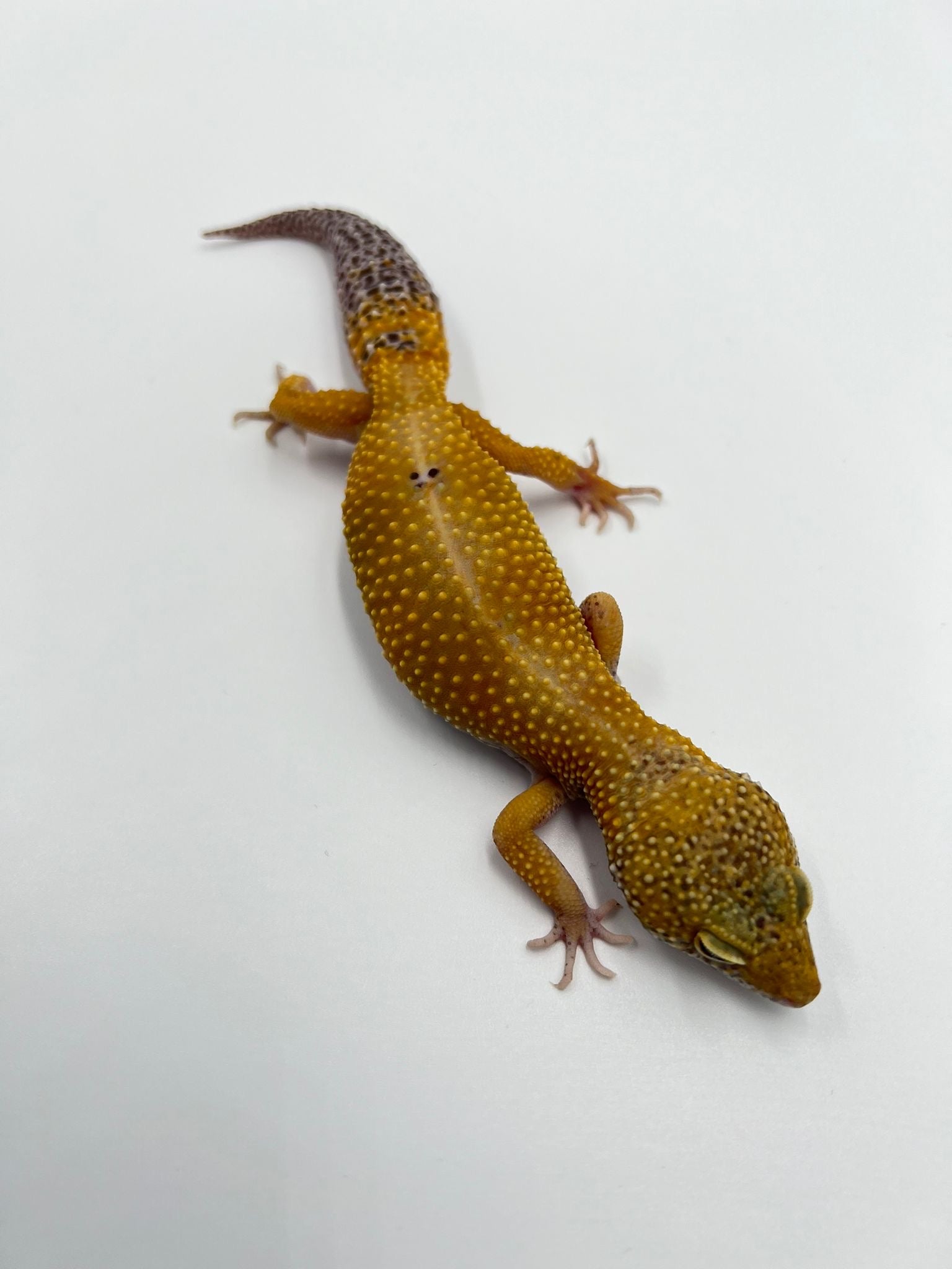 Hypo Het Blizzard, Patternless & Eclipse Female Leopard Gecko