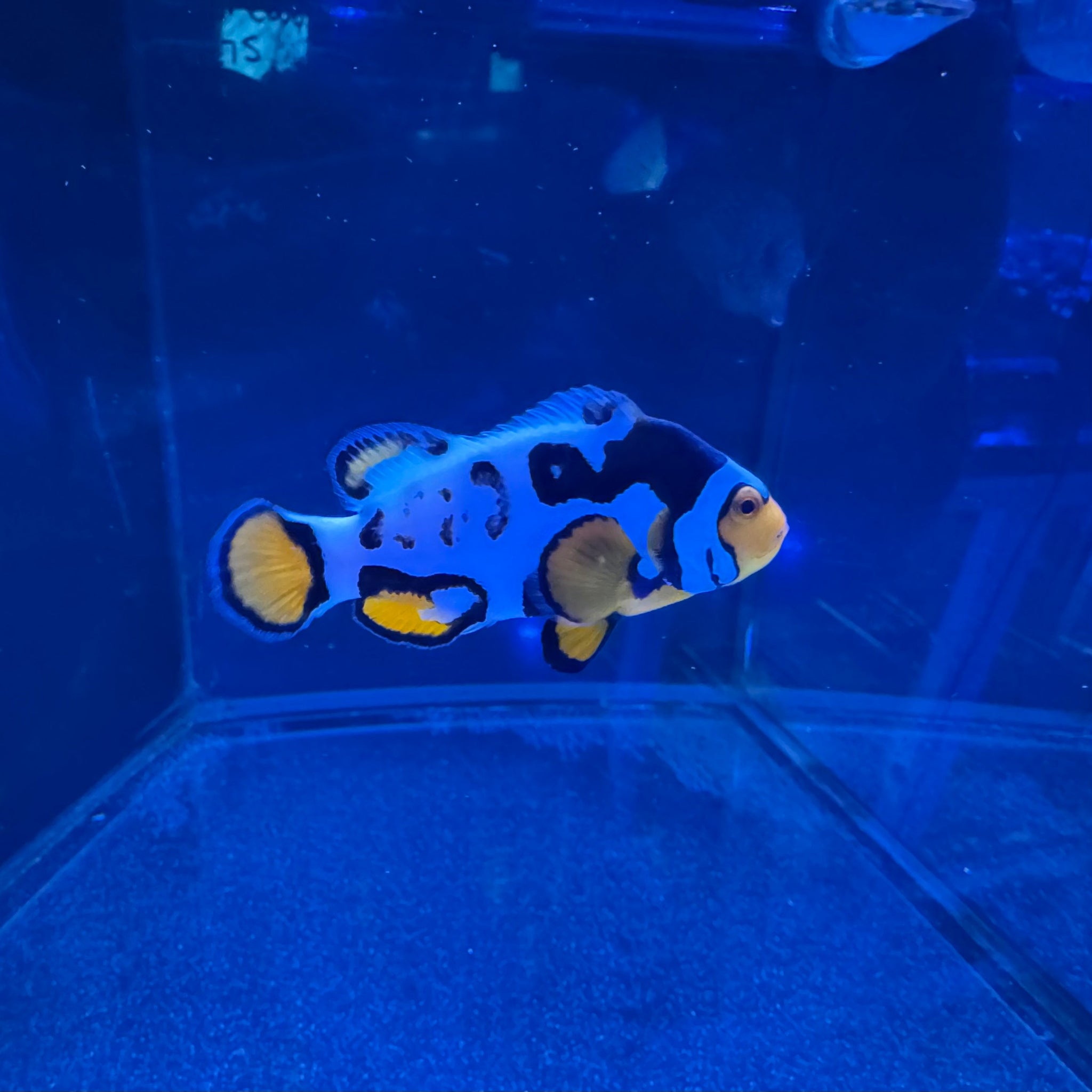 Bali Aquarich Nebula Clownfish- Pair - Aqua Group