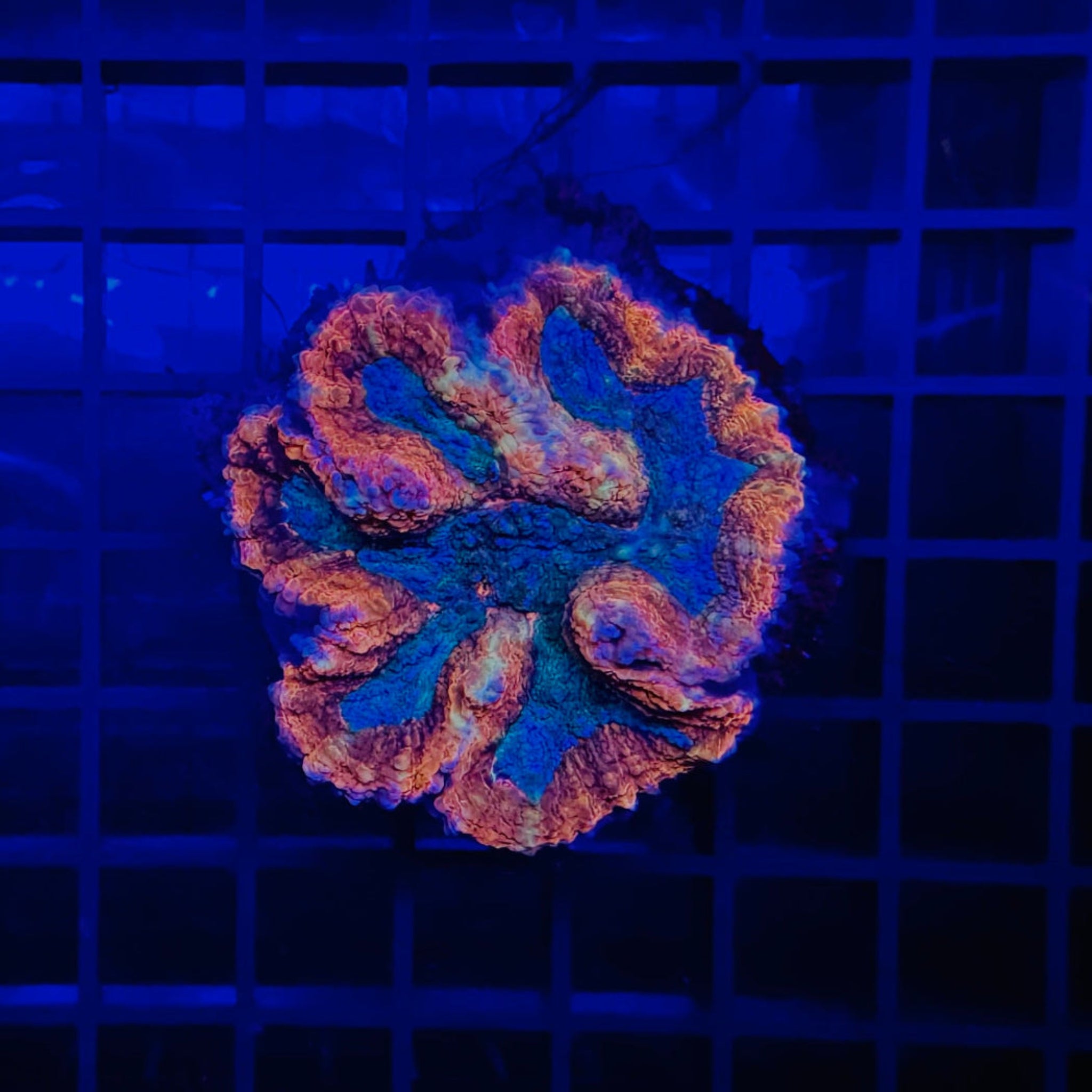 Red Velvet Blue Eyed Symphyllia Coral