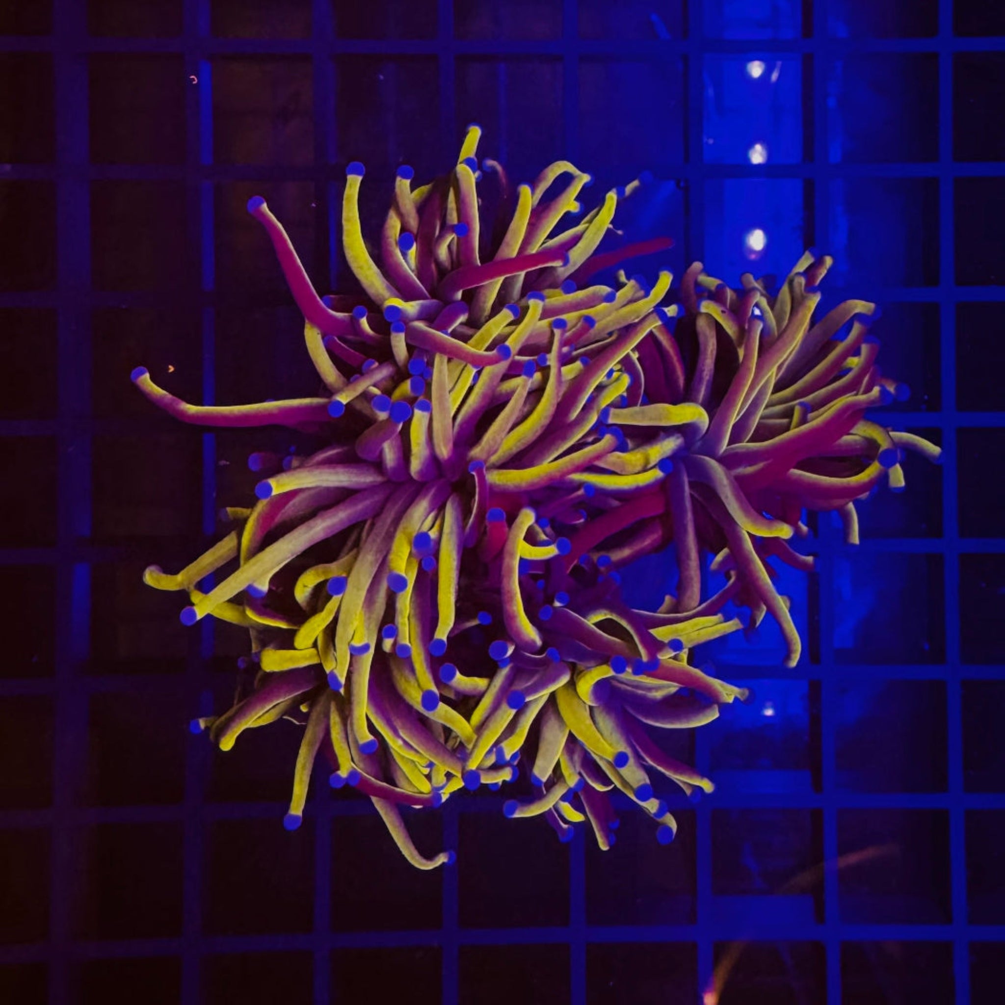 N Y Nicks Torch Coral - Aqua Group