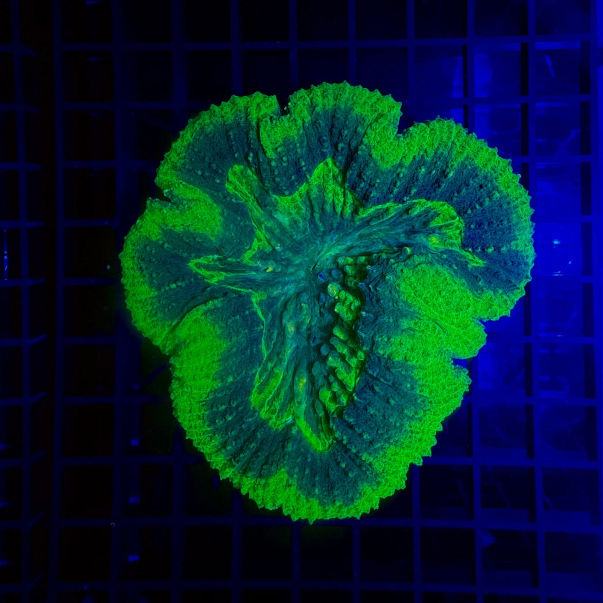 UFO Symphyllia Coral