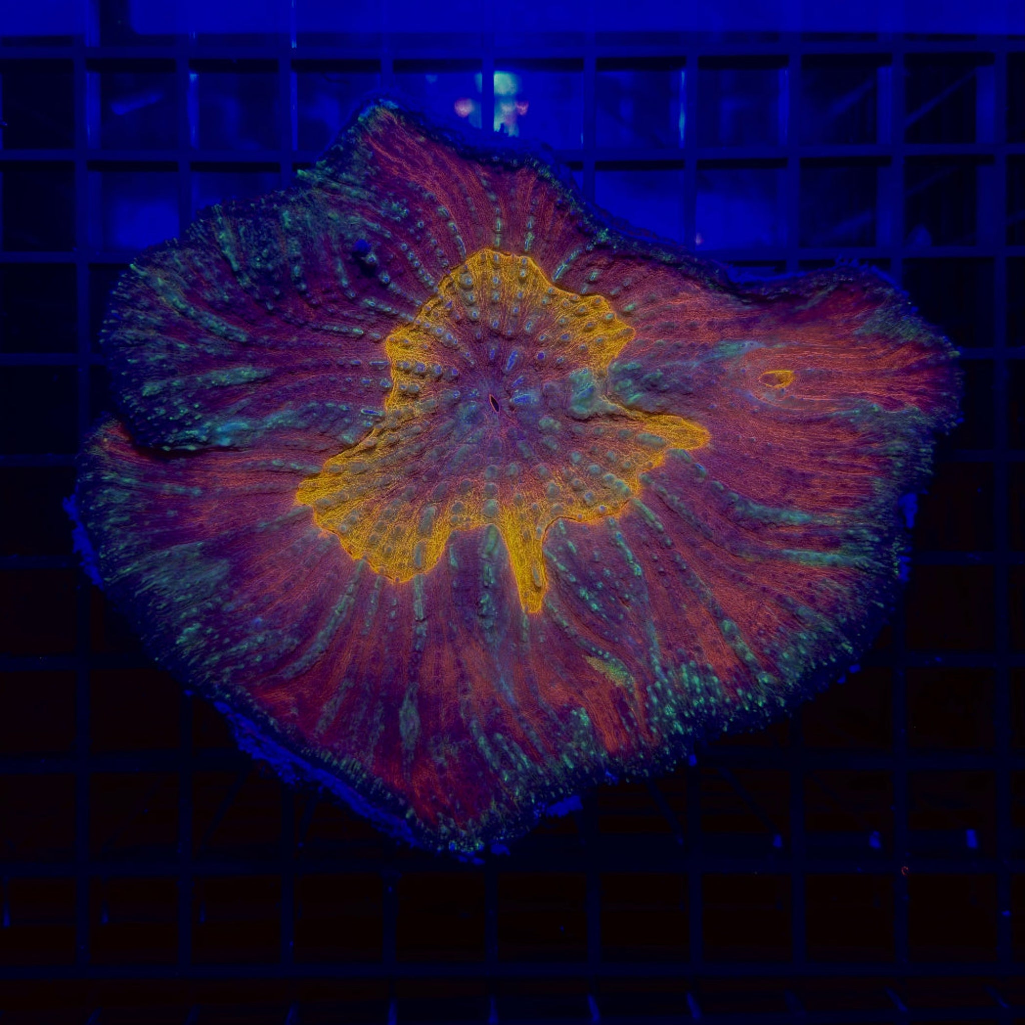 Orange Eye Parascolymia Coral