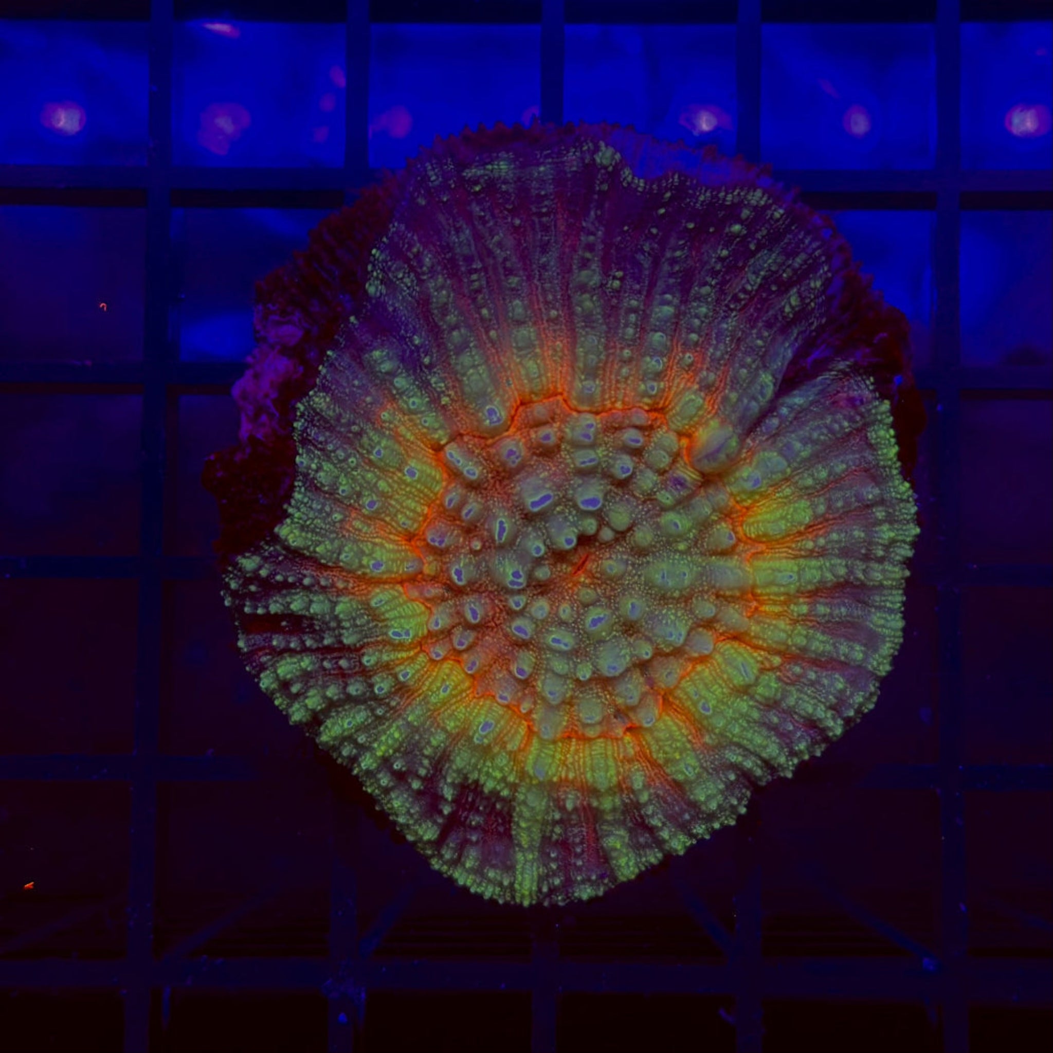 Ultra Rainbow Parascolymia