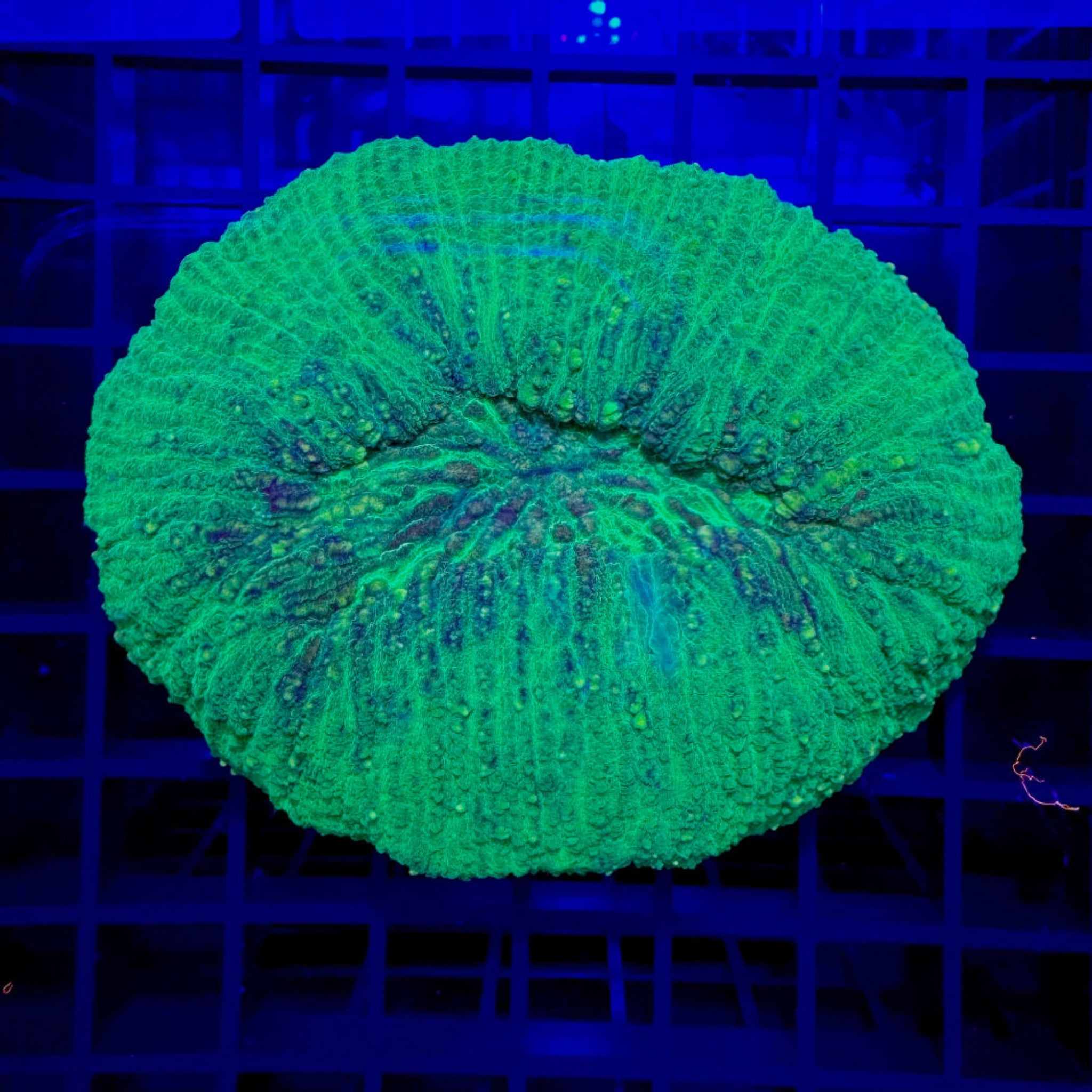 Yellow Spotted Parascolymia Coral