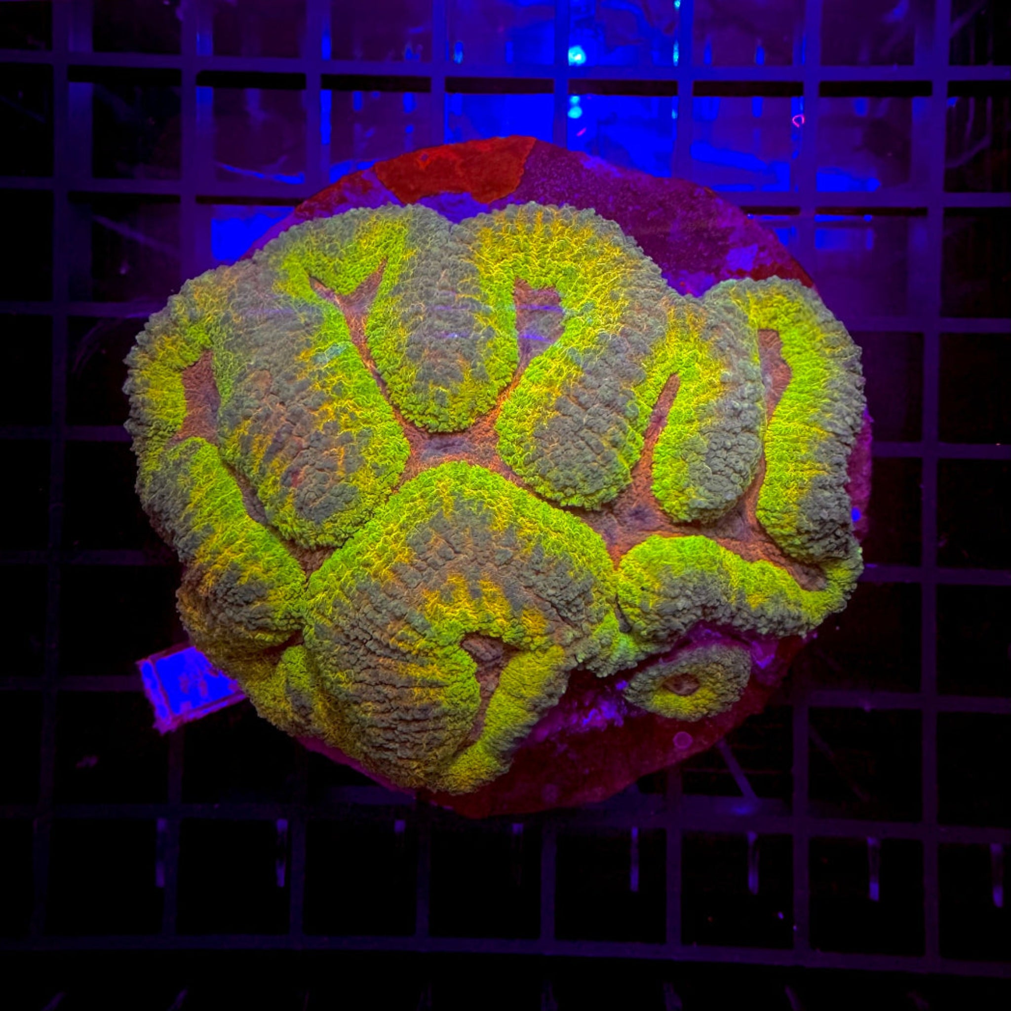 Green Glitter Ring Symphyllia