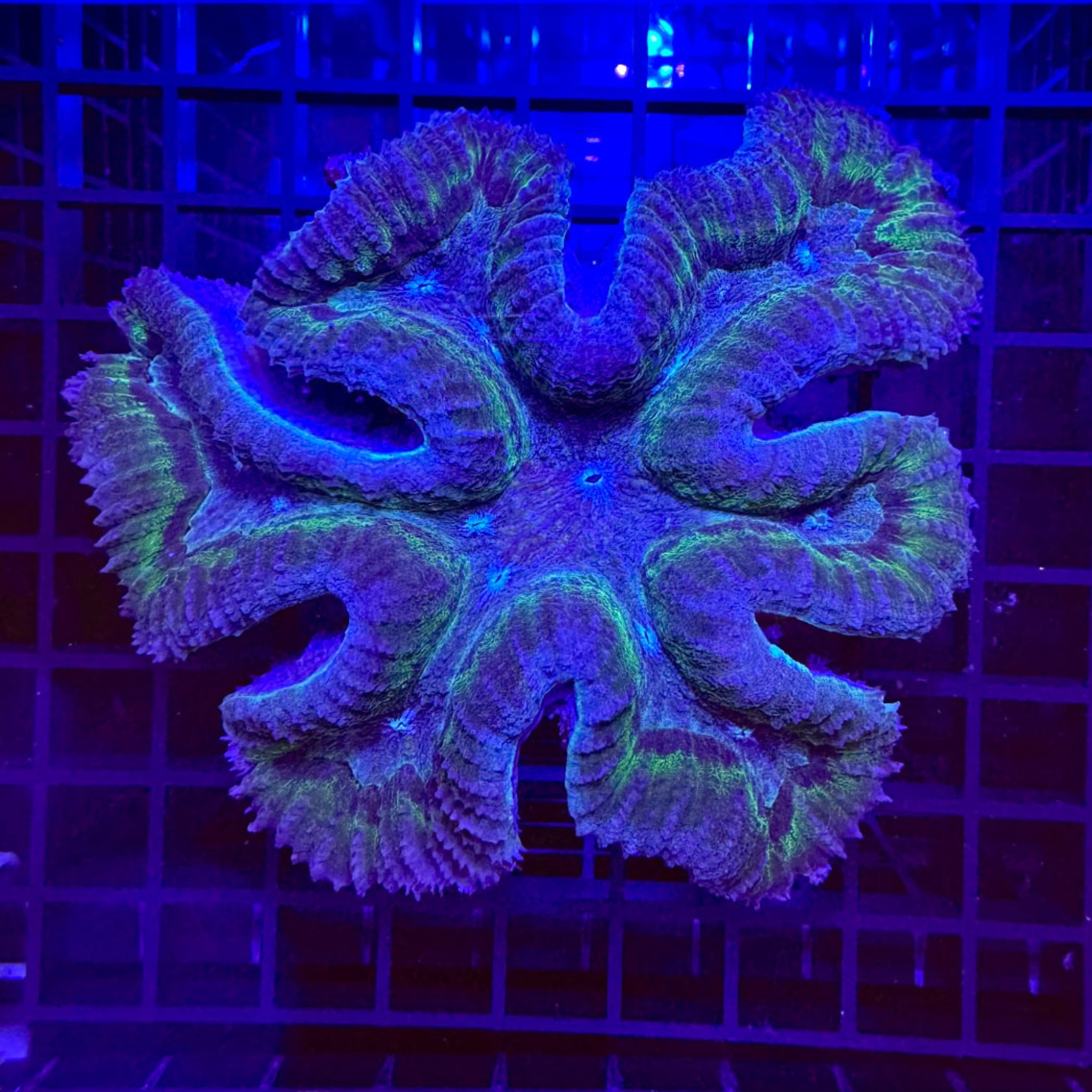 Blue & Green Ring Symphyllia