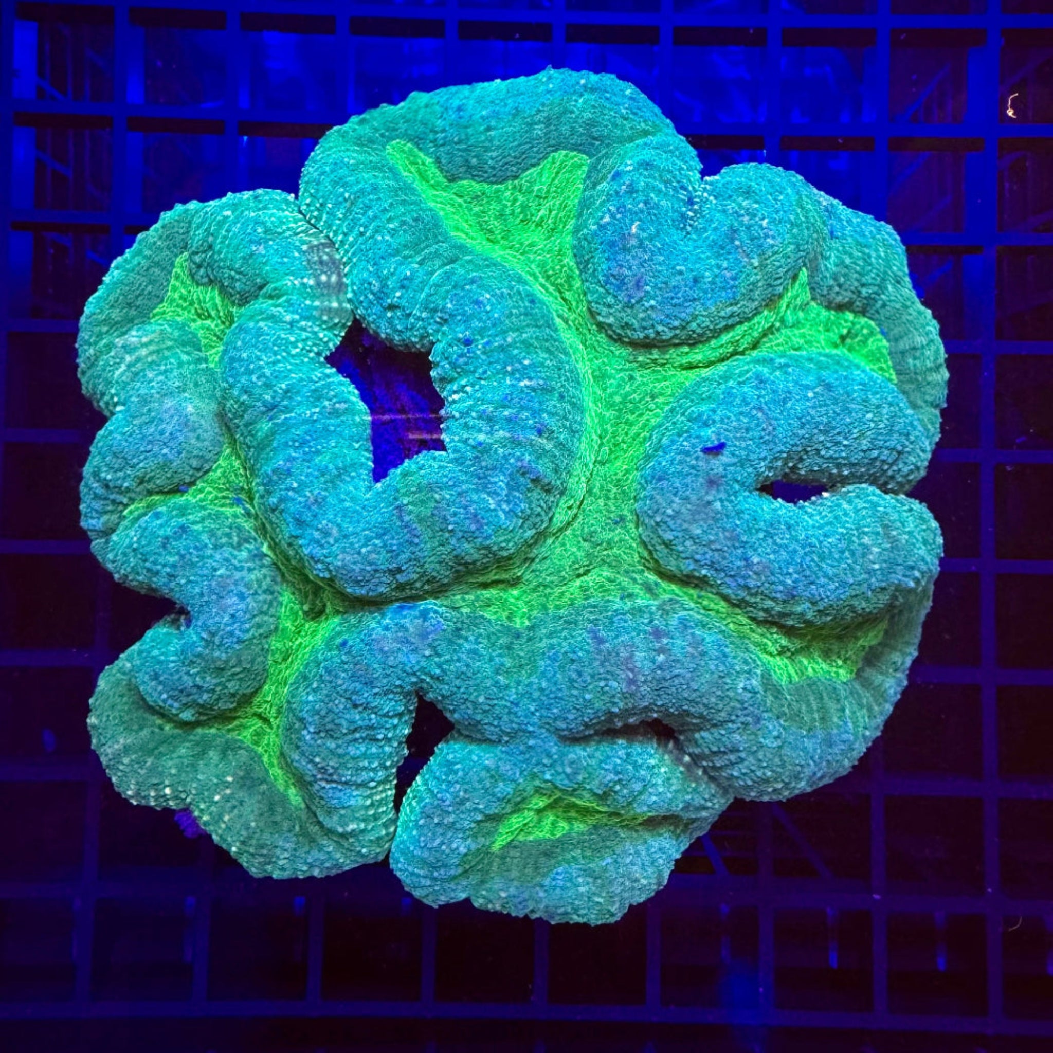 Green Rim Yellow Eye Symphyllia