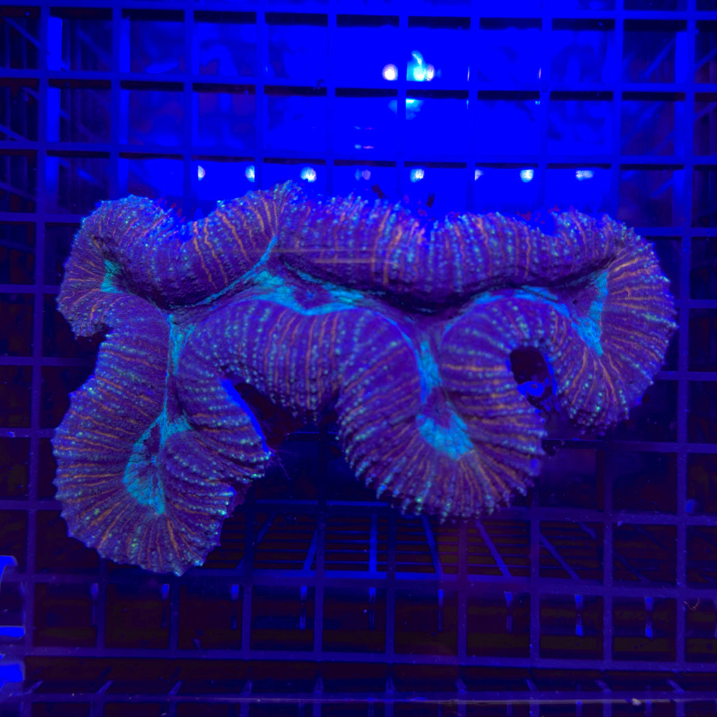 Red Tiger Lobophyllia