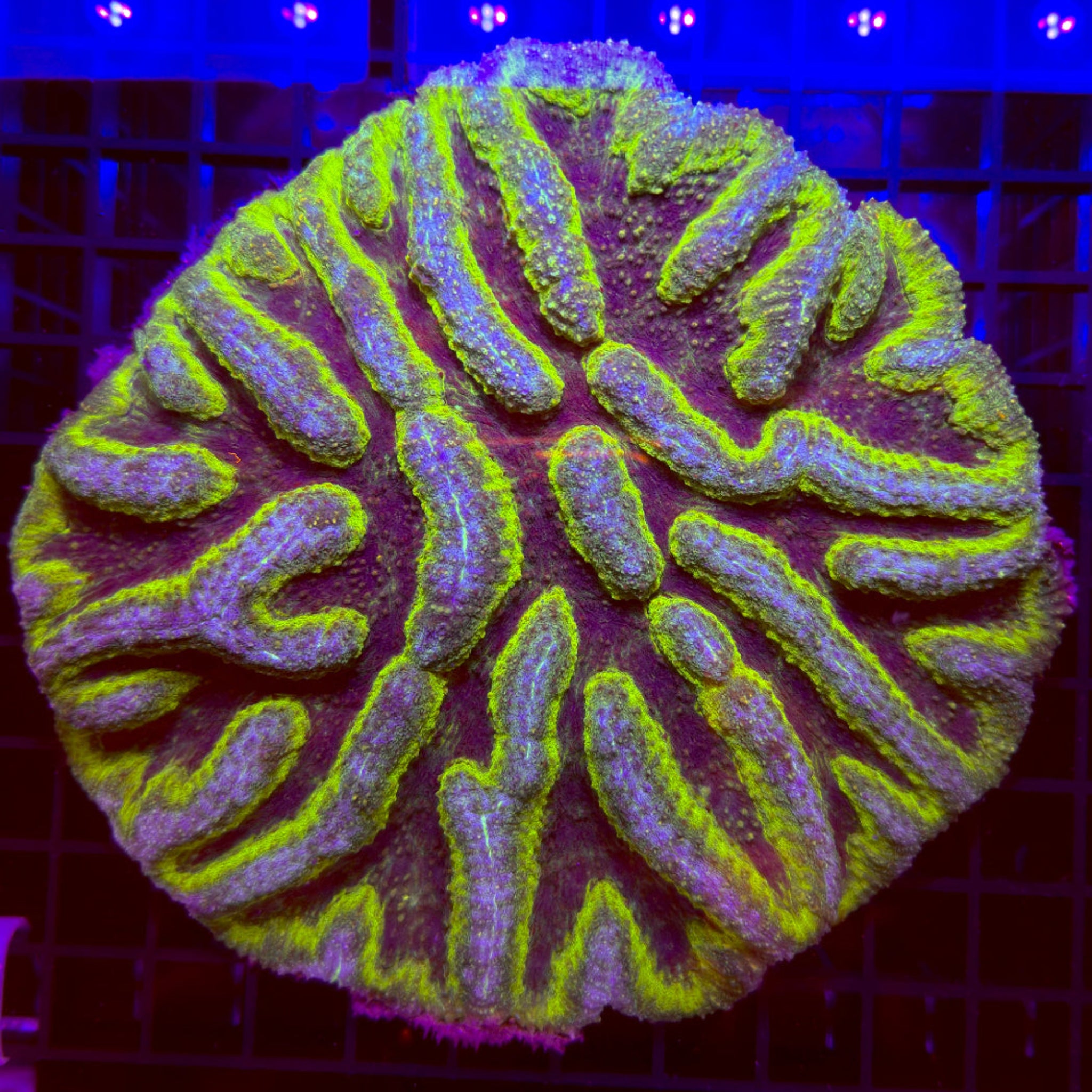 XL Blue & Purple Symphyllia Coral