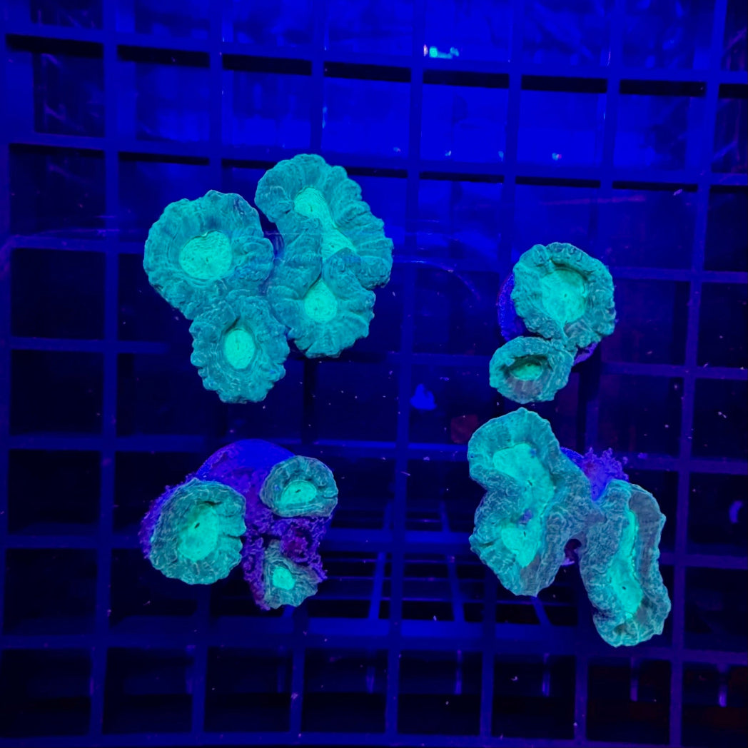 Blue/Green Candy Cane