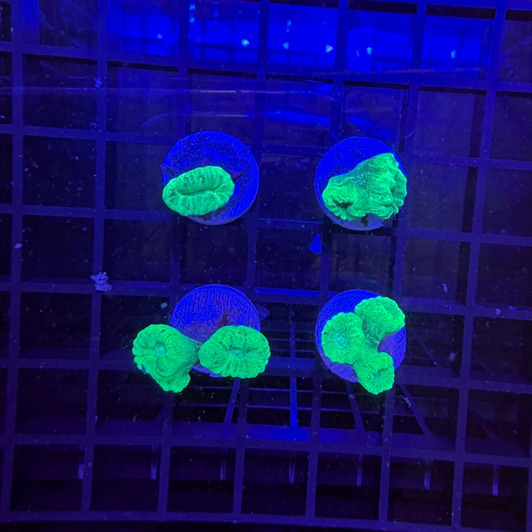 Lime Green Candy Cane