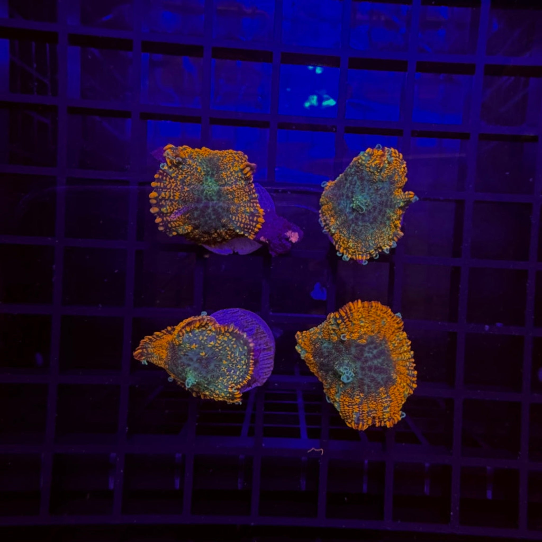 Candy Apple Rhodactis Mushroom Coral