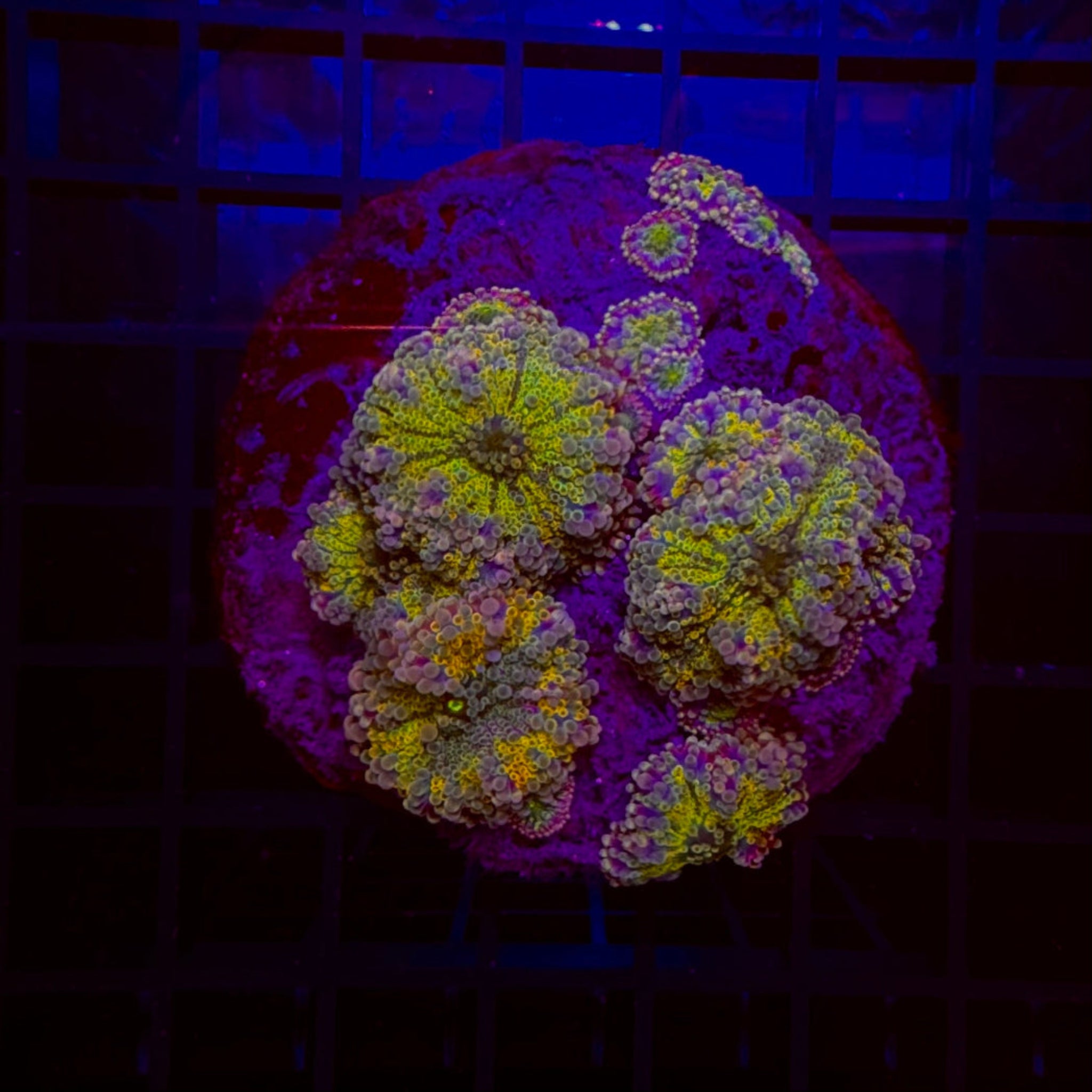 Rainbow Yuma Mushroom Colony