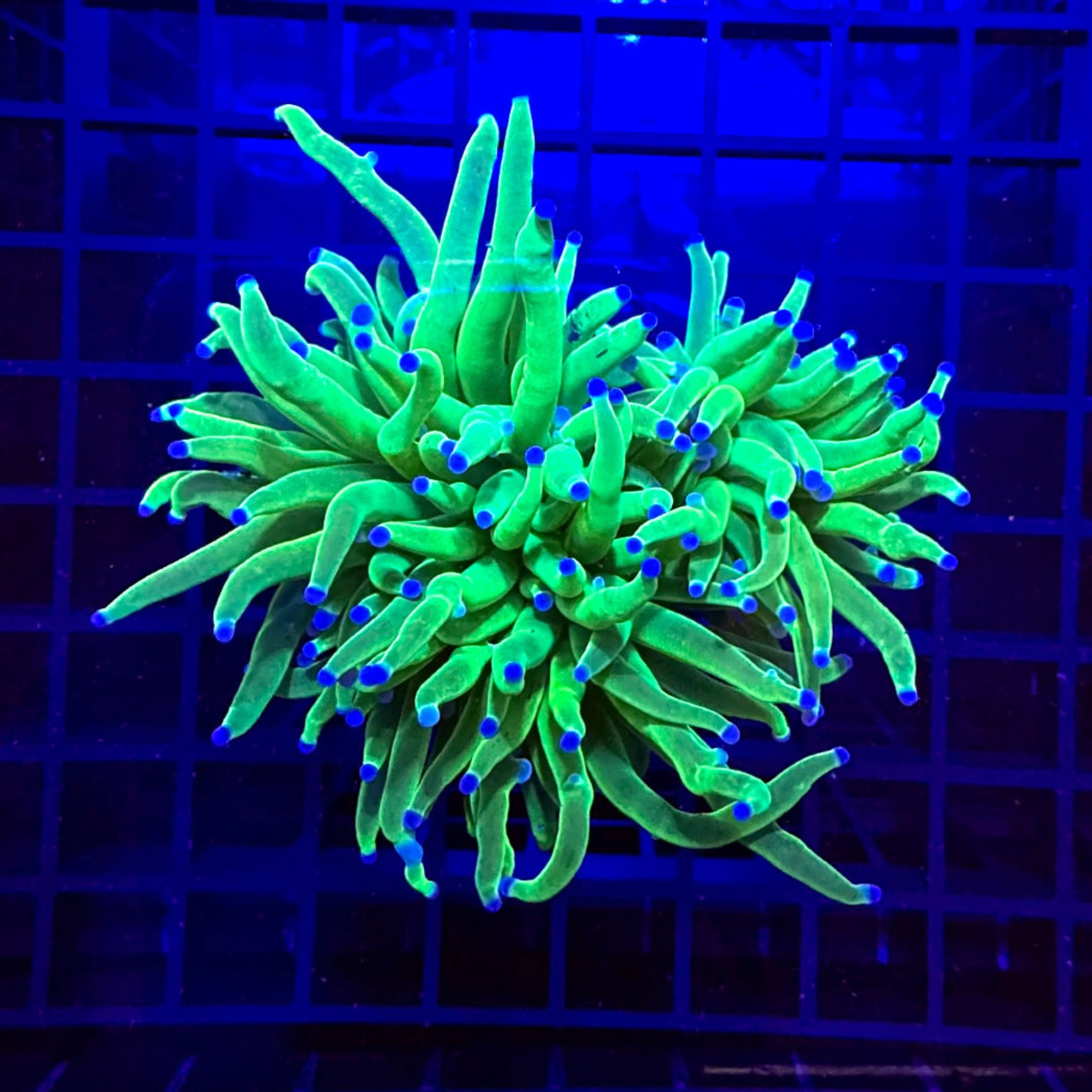Ultra Grail Torch Coral