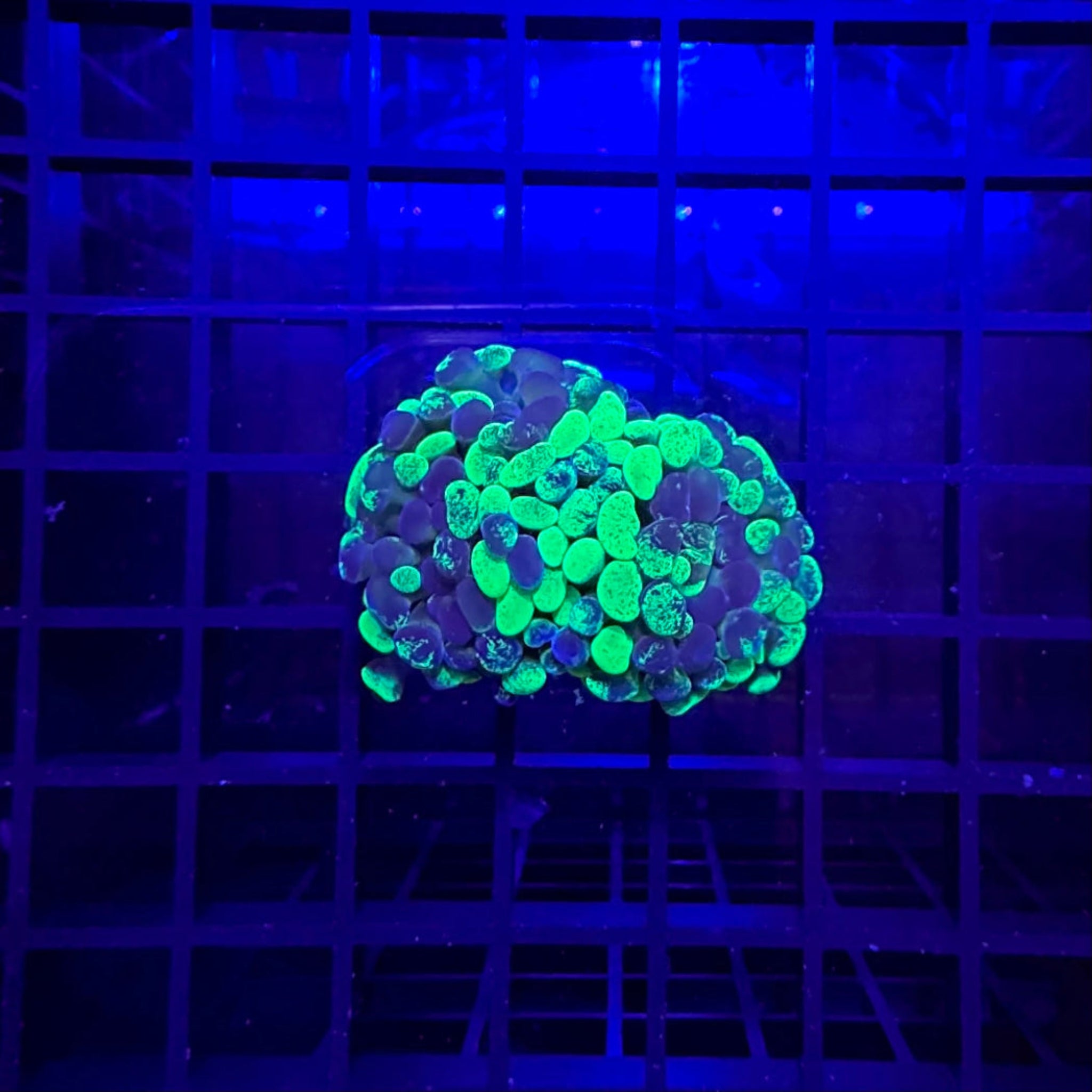 Splatter Branching Hammer Coral