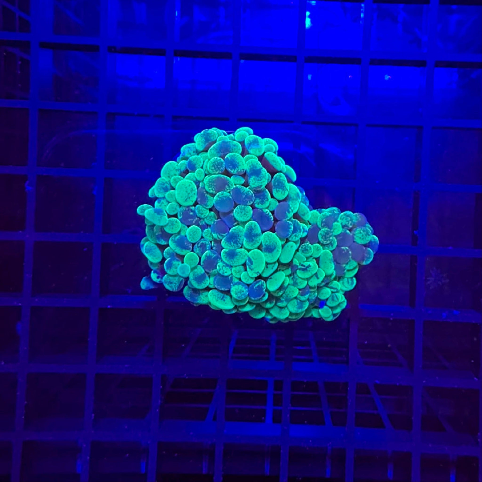 Yellow/Green Marble Branching Hammer Coral