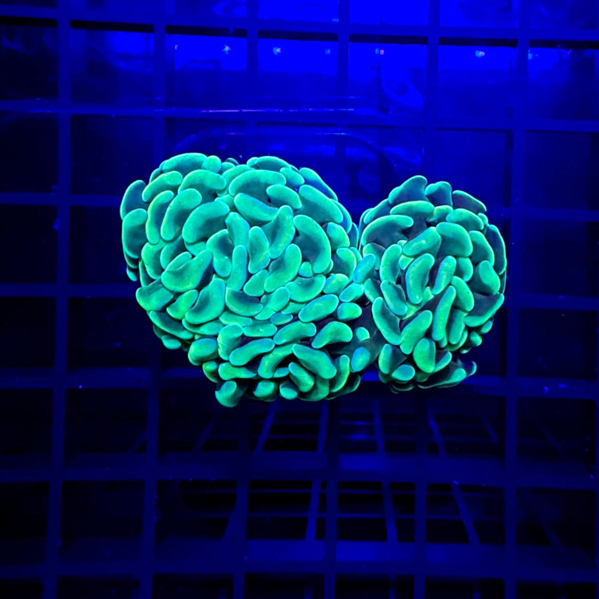 Rainbow Gold Branching Hammer Coral