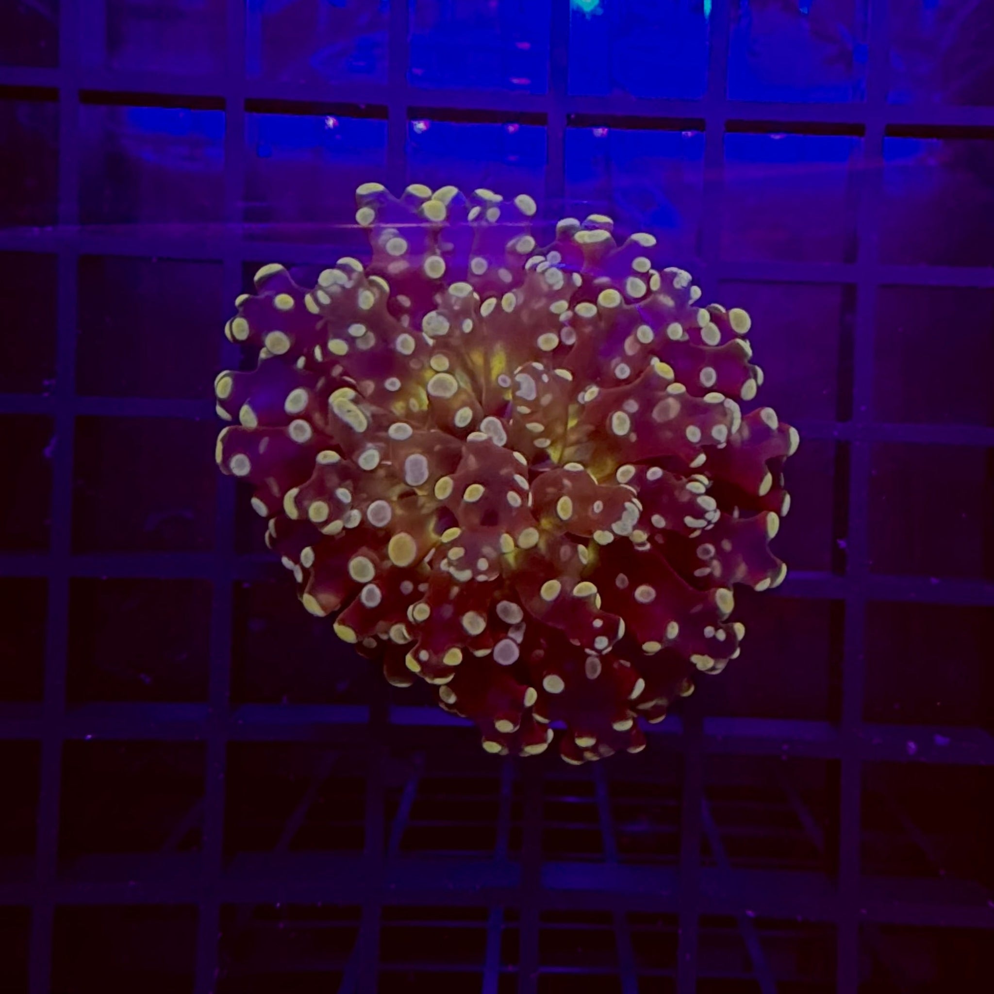 Orange Branching Frogspawn Coral