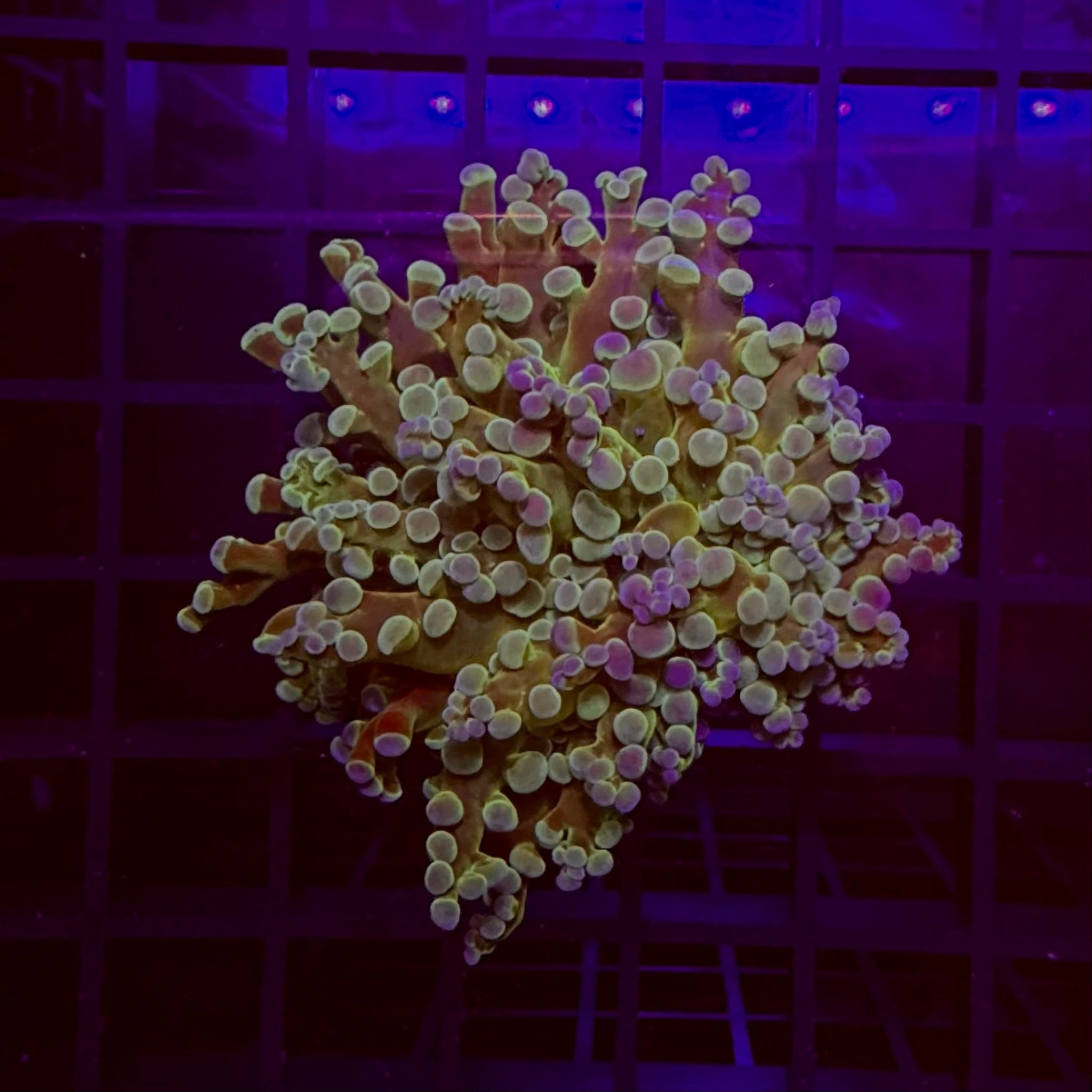 Gold Stem Branching Frogspawn