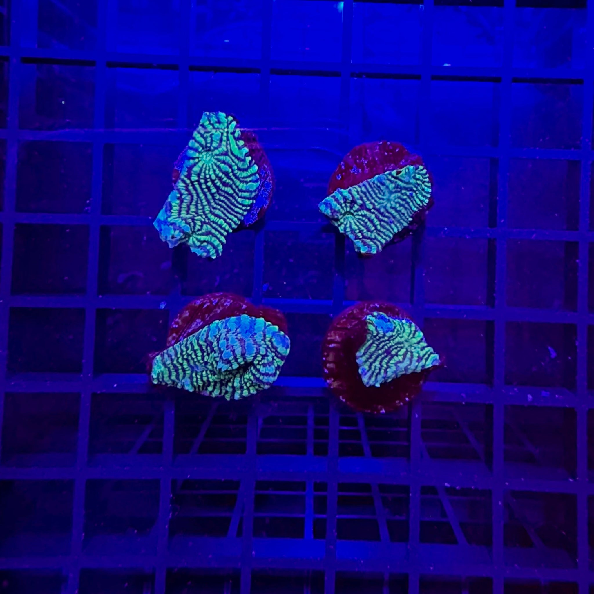 Green Convict Chalice Coral