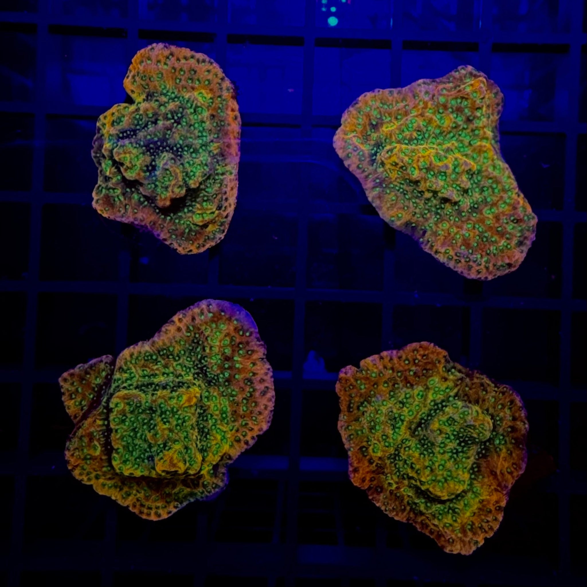 Tropical Thunder Montipora Coral