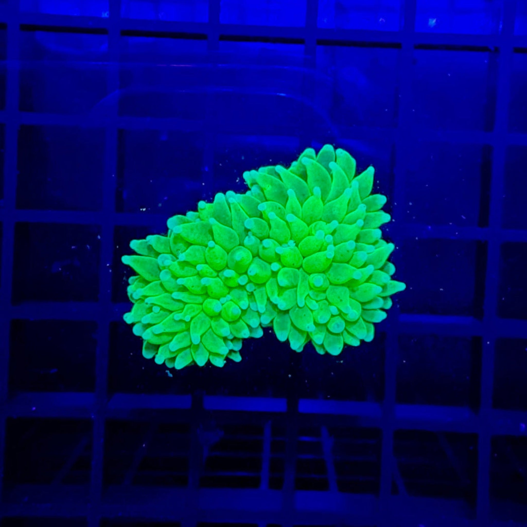 Cotton Candy Grail Torch