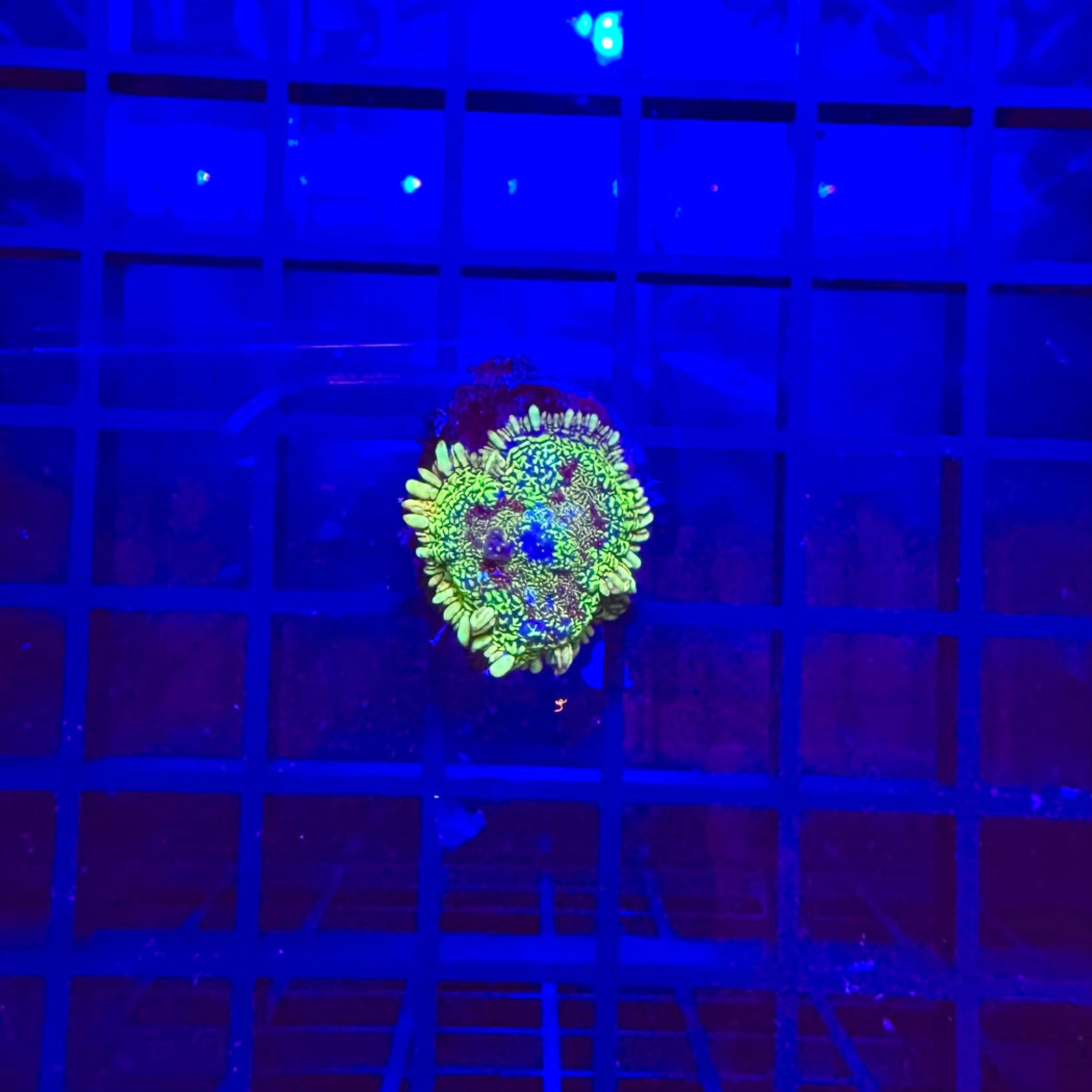 Maoi Maoi Mushroom Coral