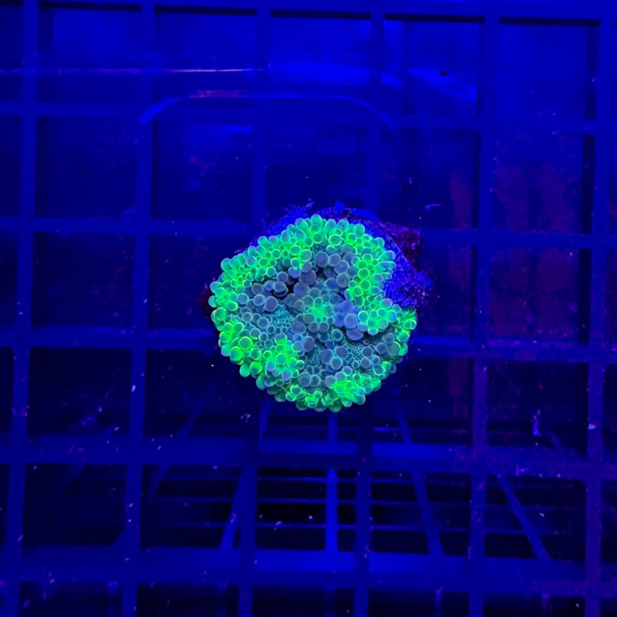 Uranium Yuma Mushroom Coral