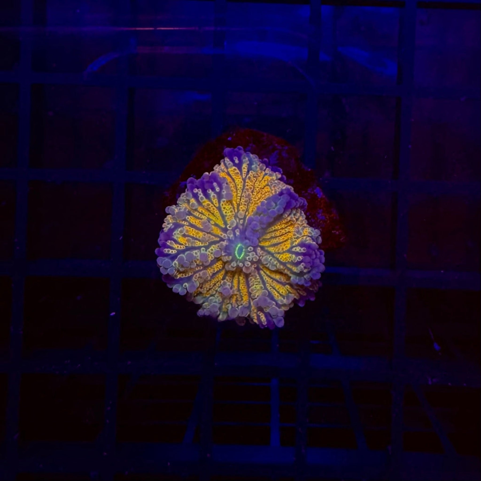 Super Orange Yuma Mushroom Coral