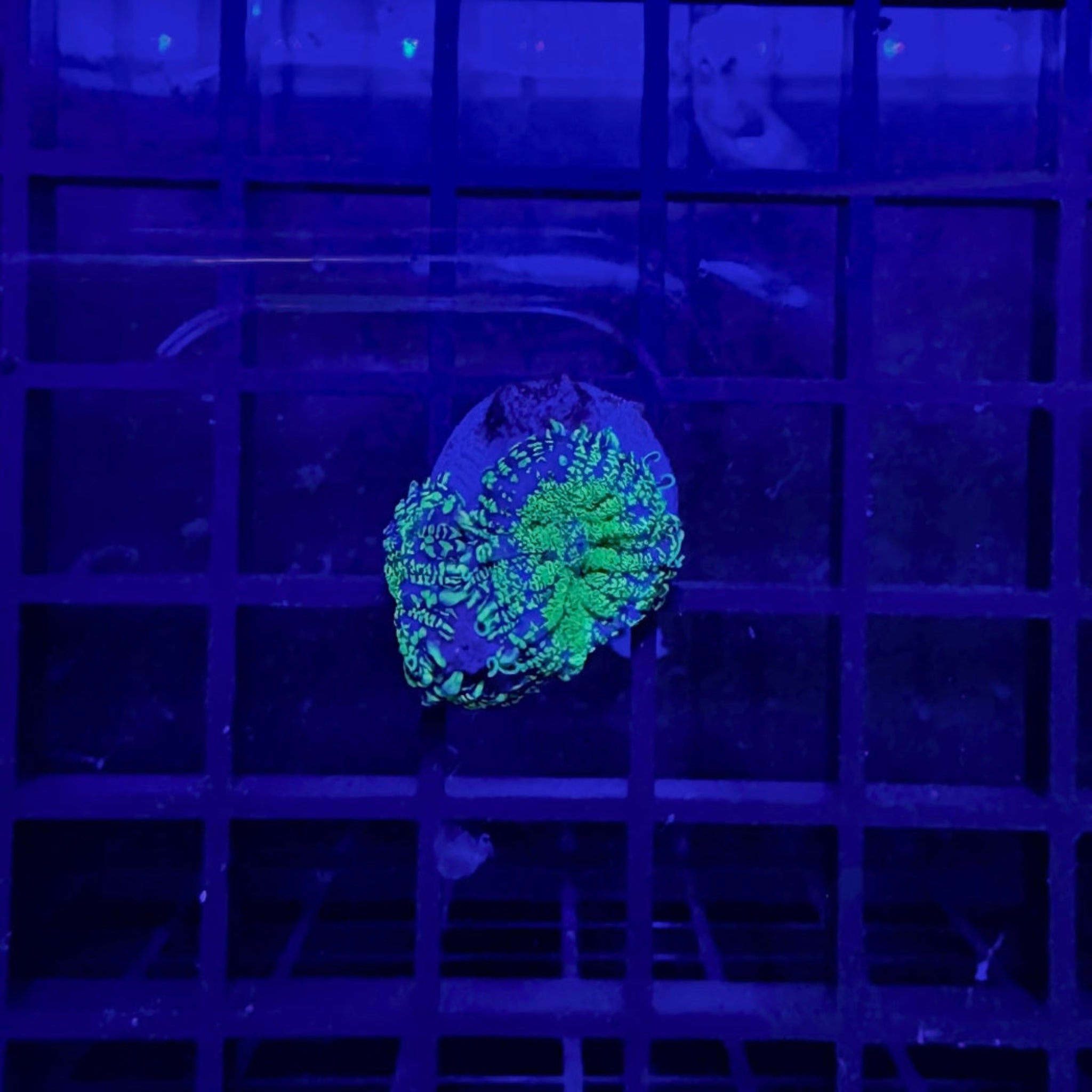 Uranium Rhodactis Mushroom Coral