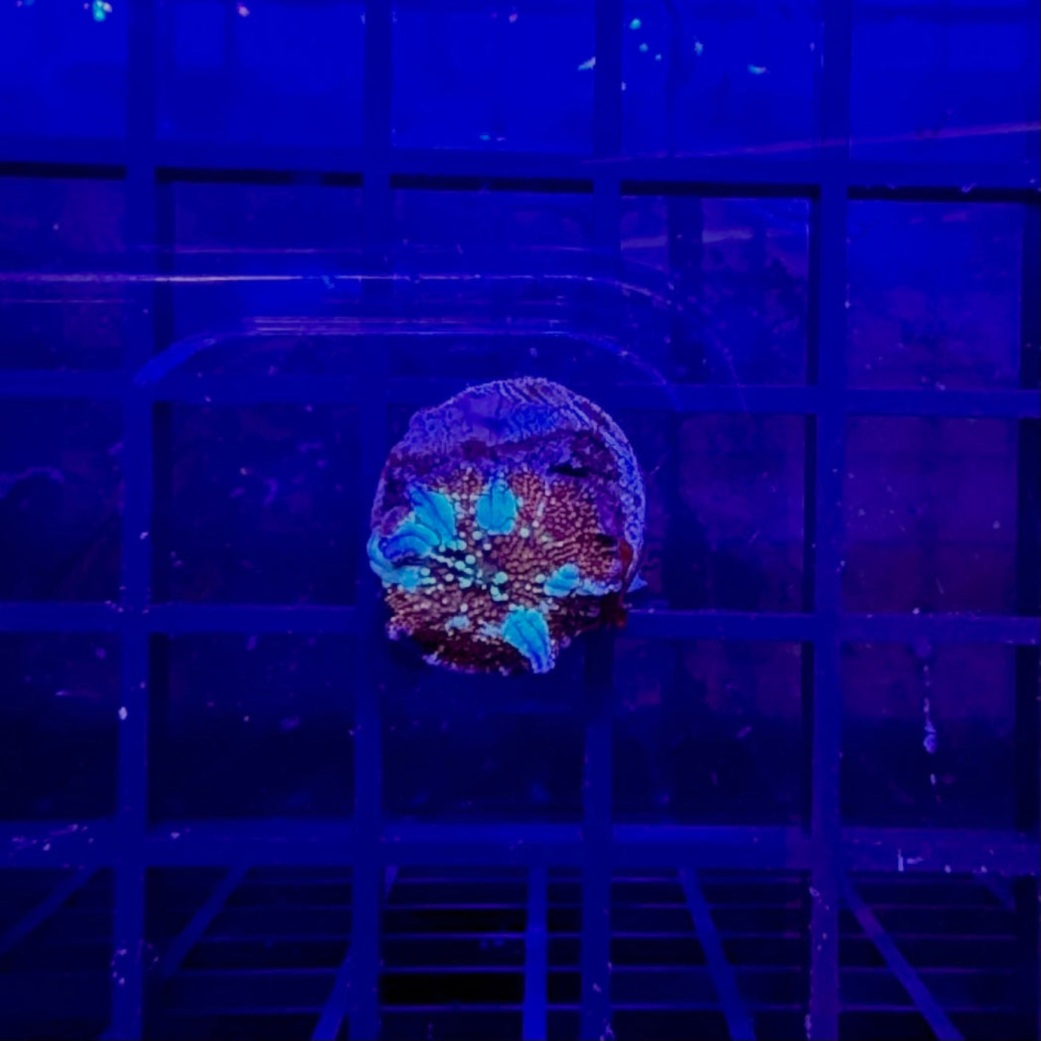 Blue Striped Red Mushroom Coral