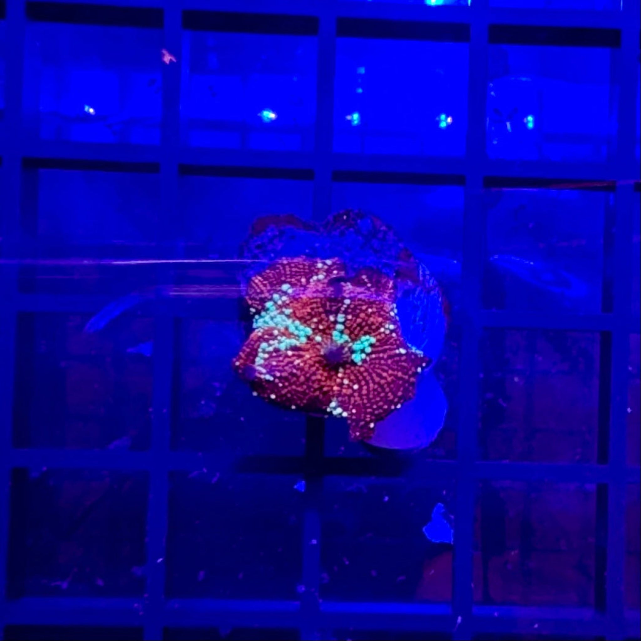 Yellow Striped Red Mushroom Coral