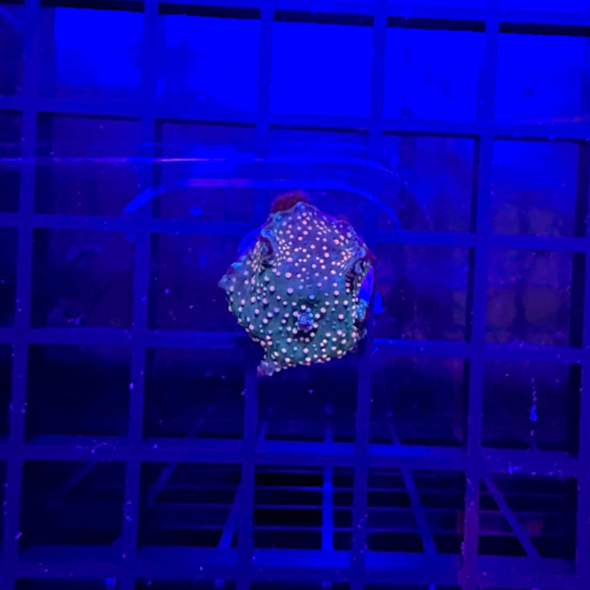 Super Red Spotted Mushroom Coral