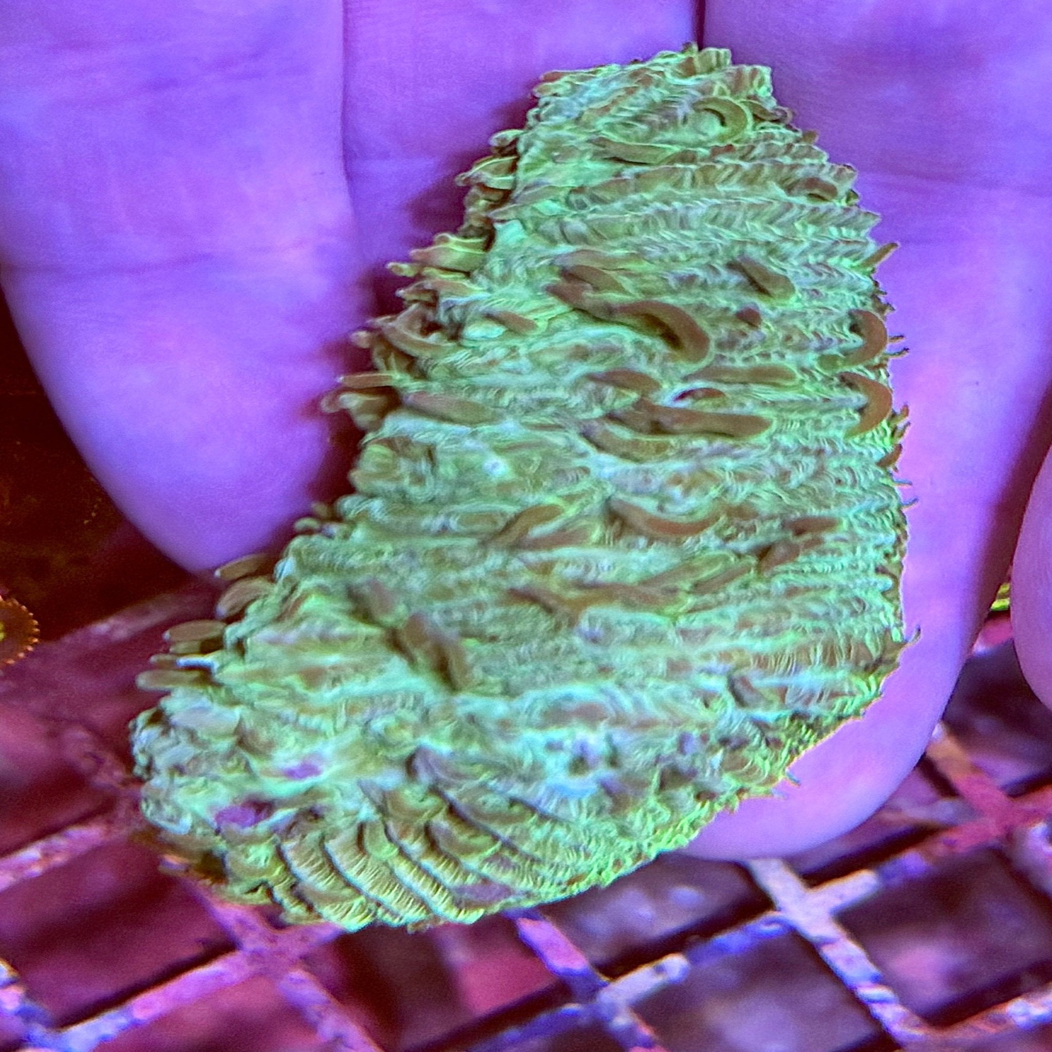 Slipper Coral Frag