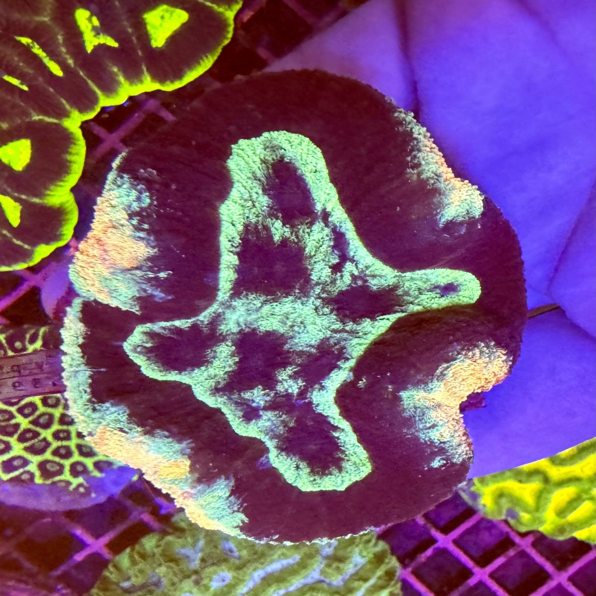 Alien Invasion Lobophyllia