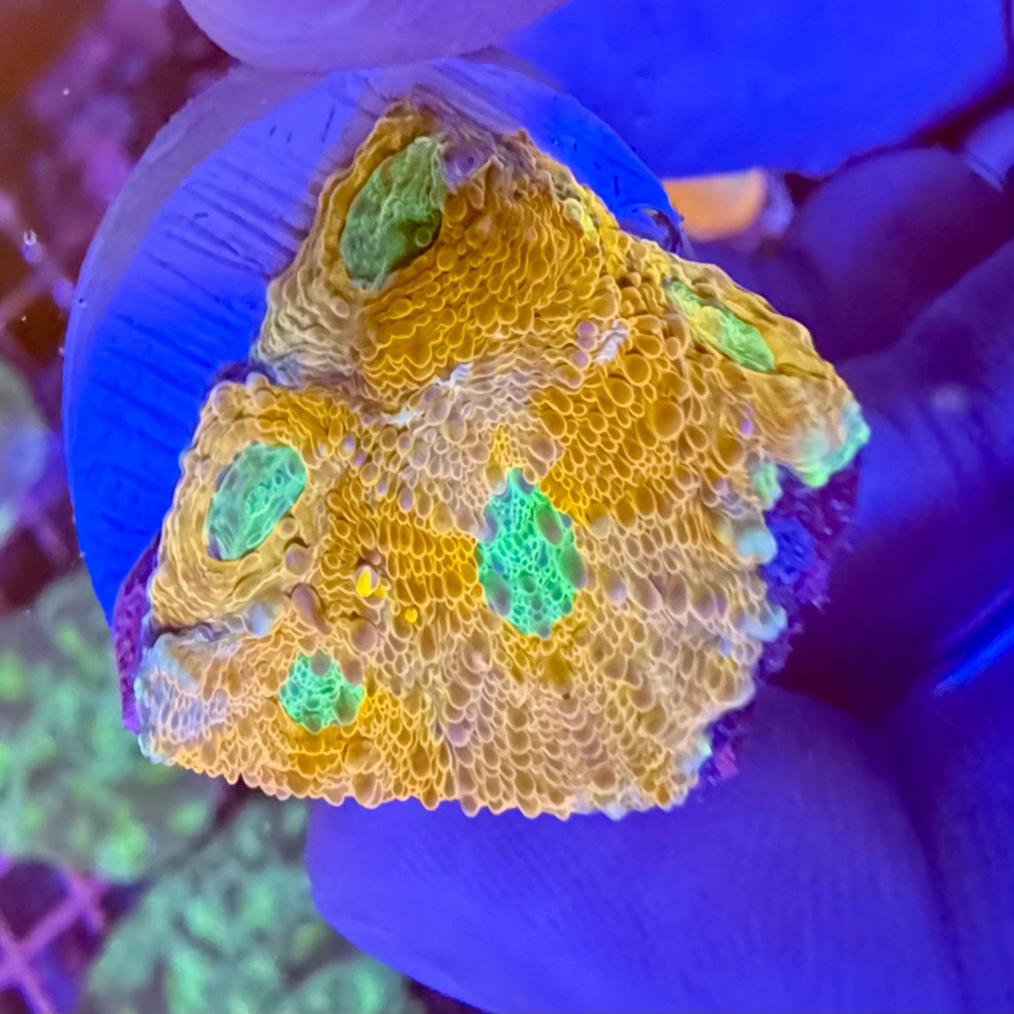 Rainbow Acanthastrea Echinata