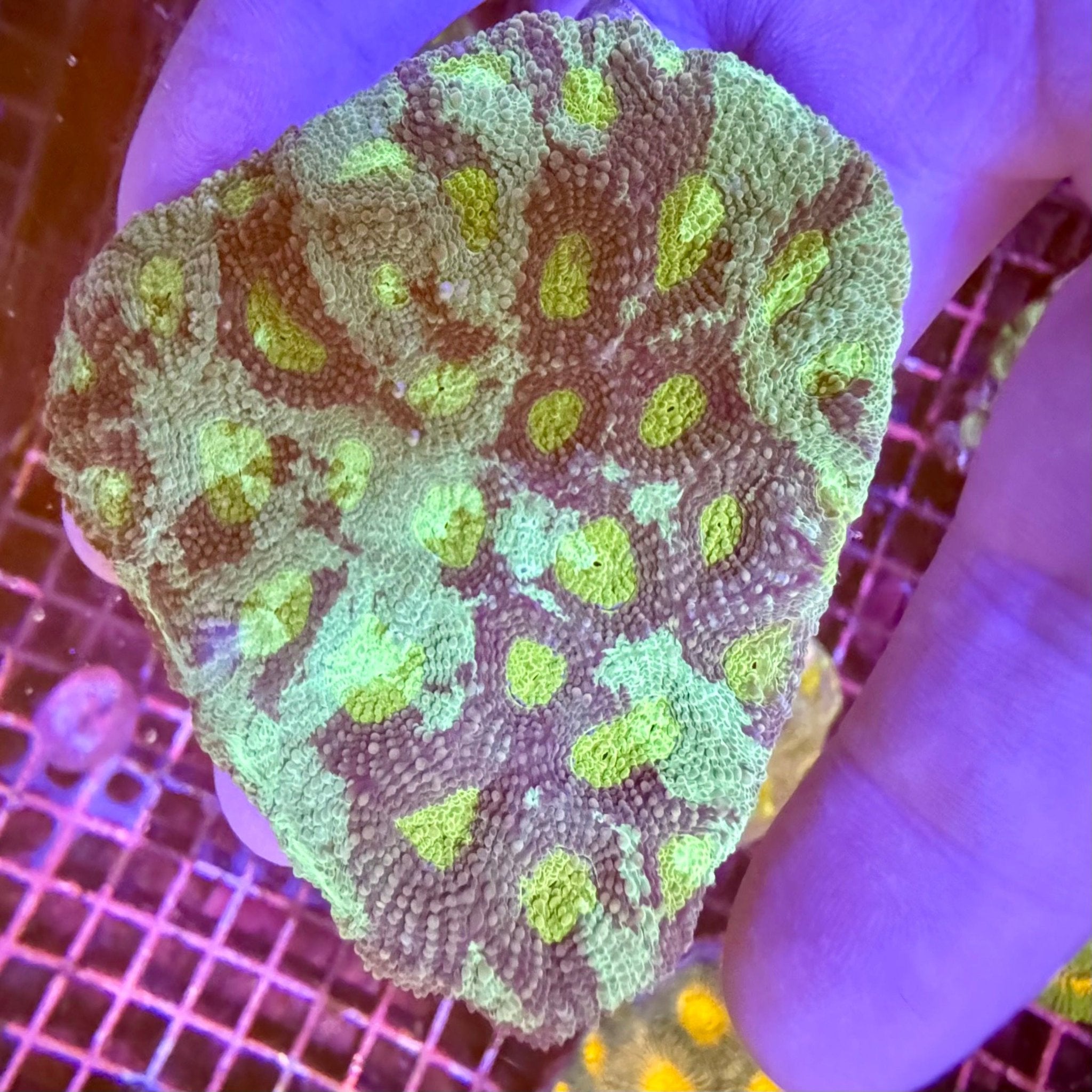 Camo Acanthastrea Echinata - Aqua Group