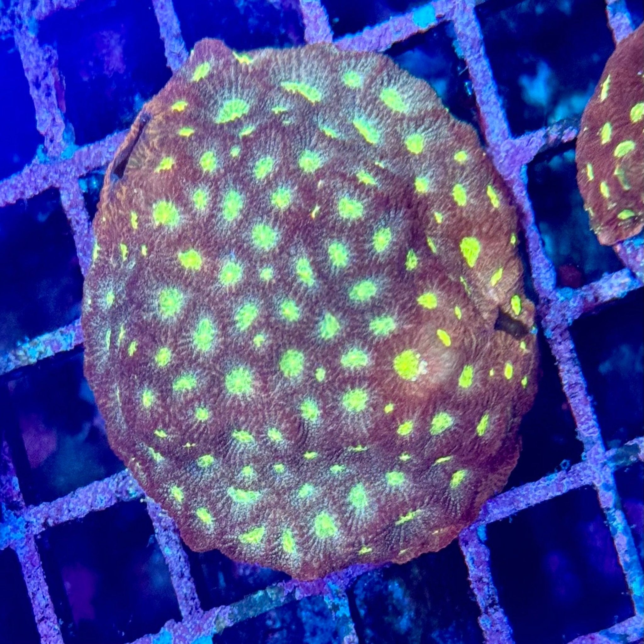 Yellow Favites Frag