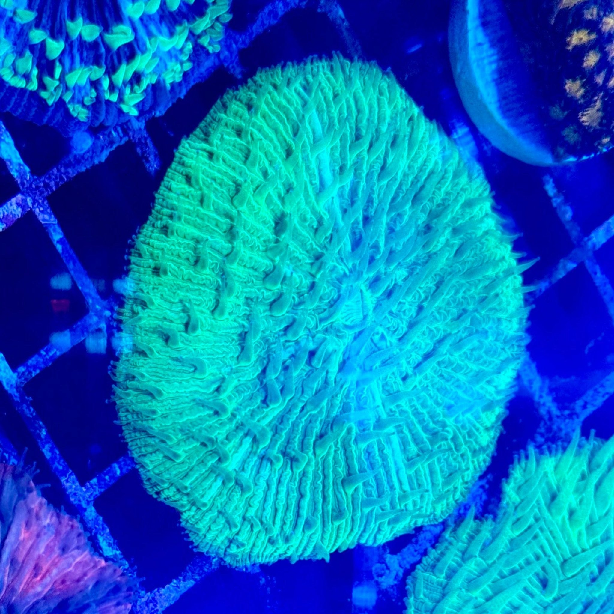 Green Fungia Plate