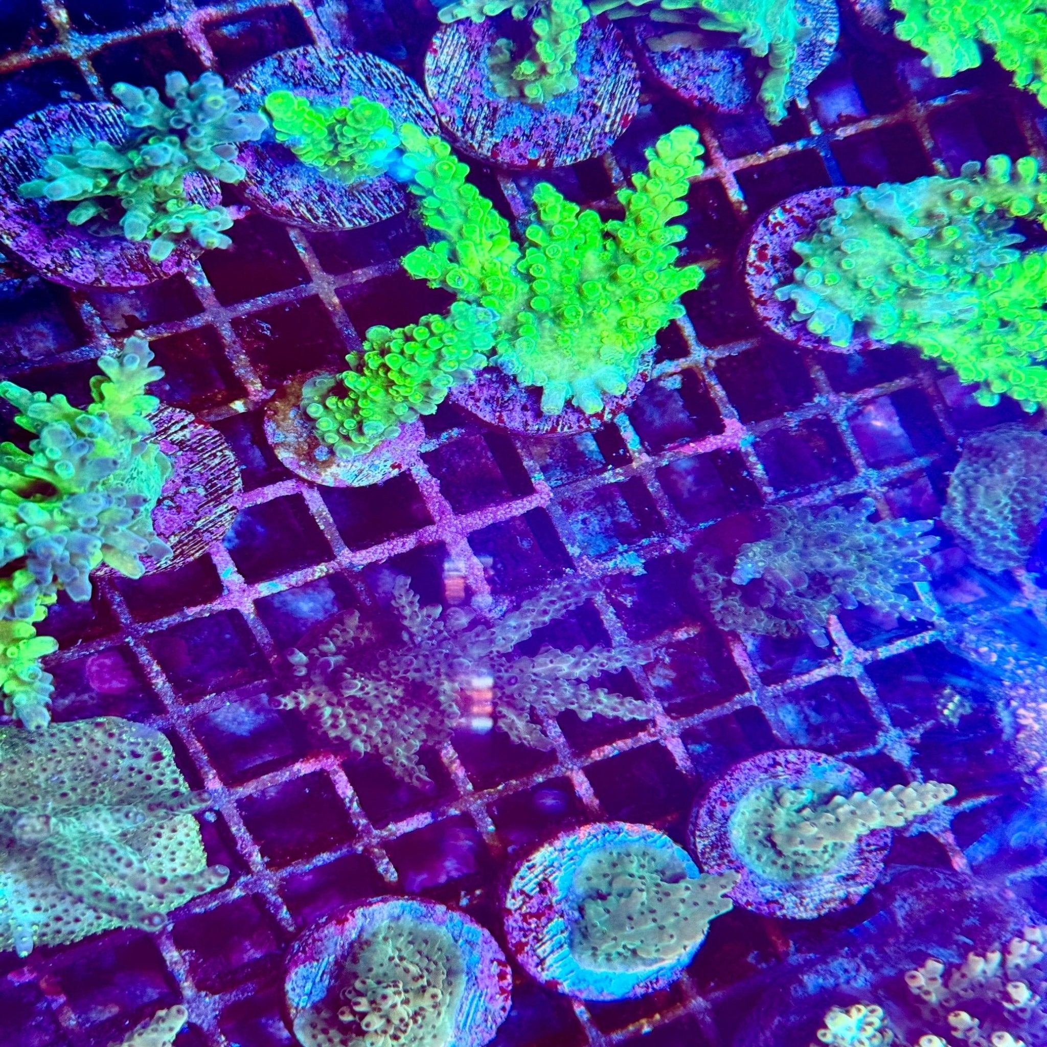 Assorted Acropora Frag