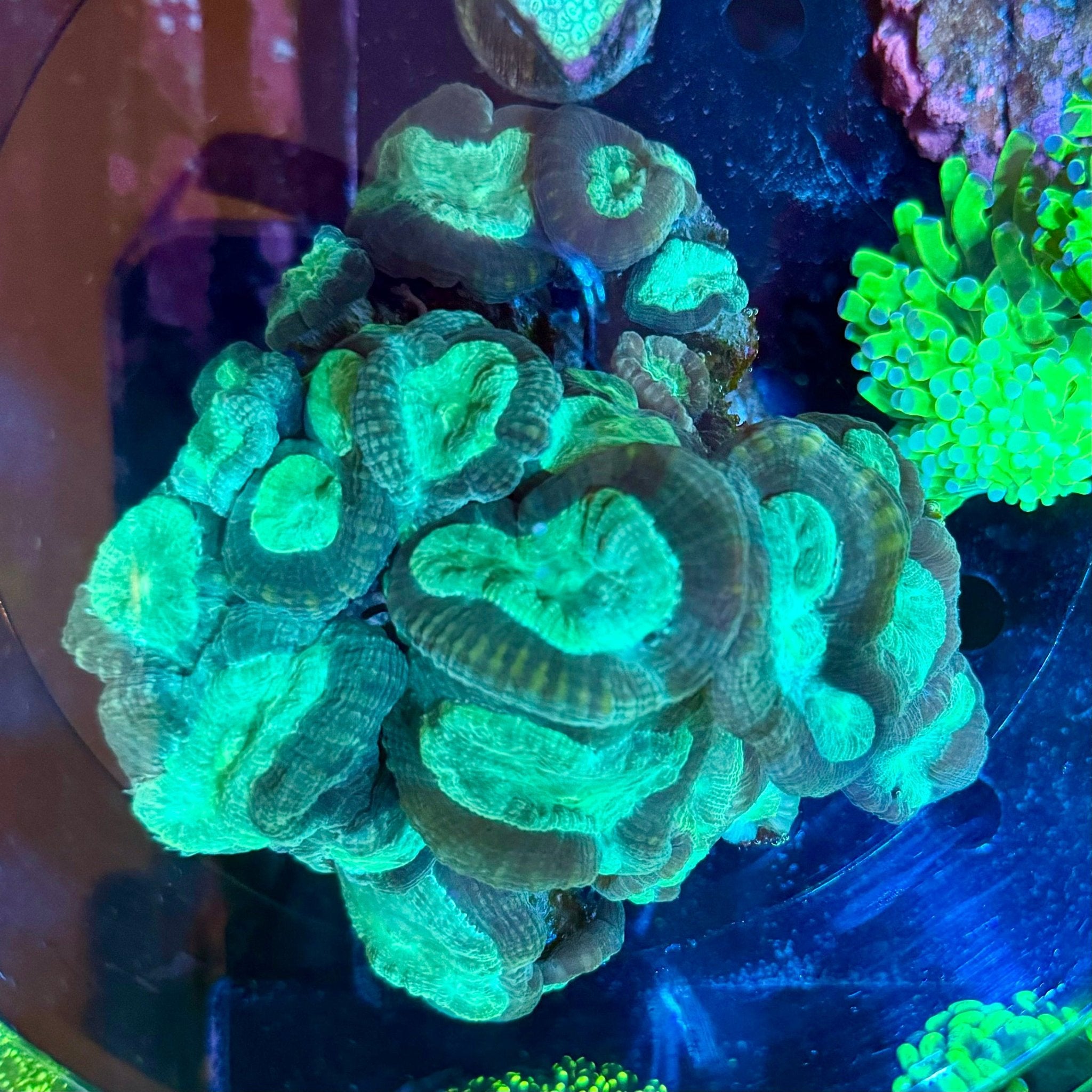 Bronze Striped Trumpet Coral