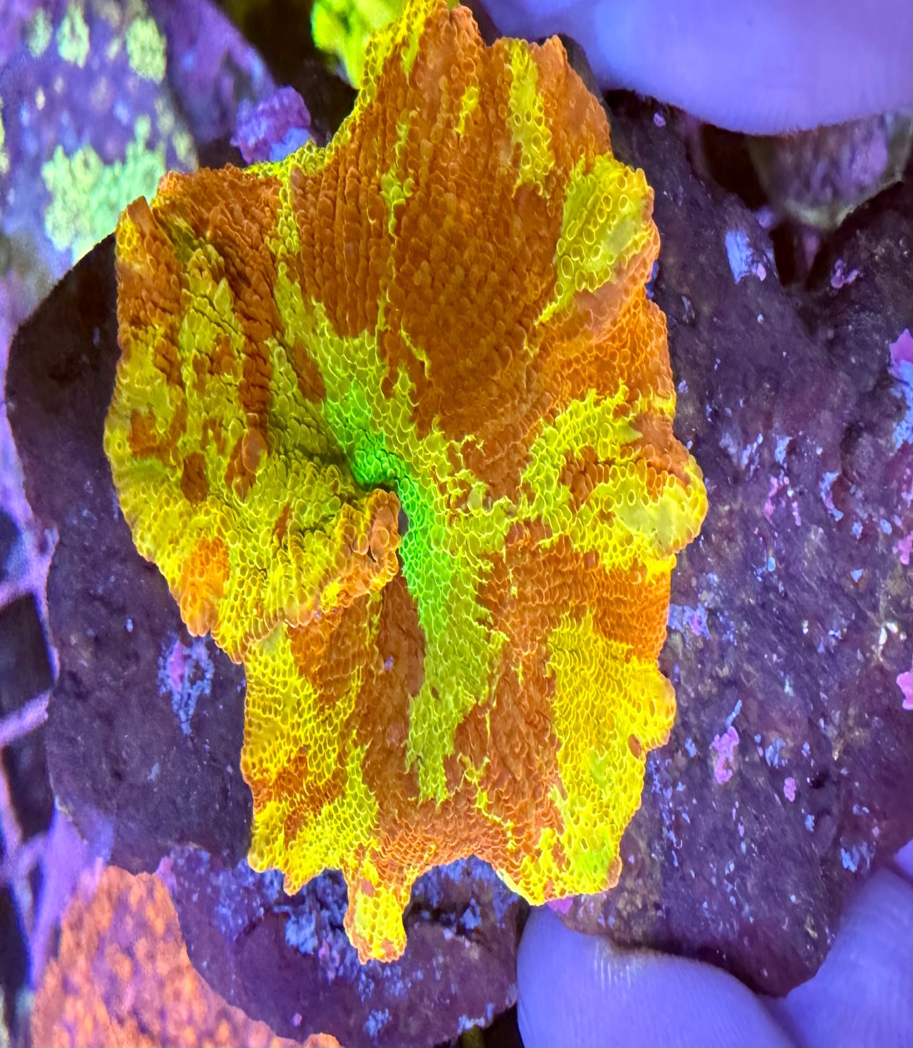 Rainbow Electus Jawbreaker Mushroom