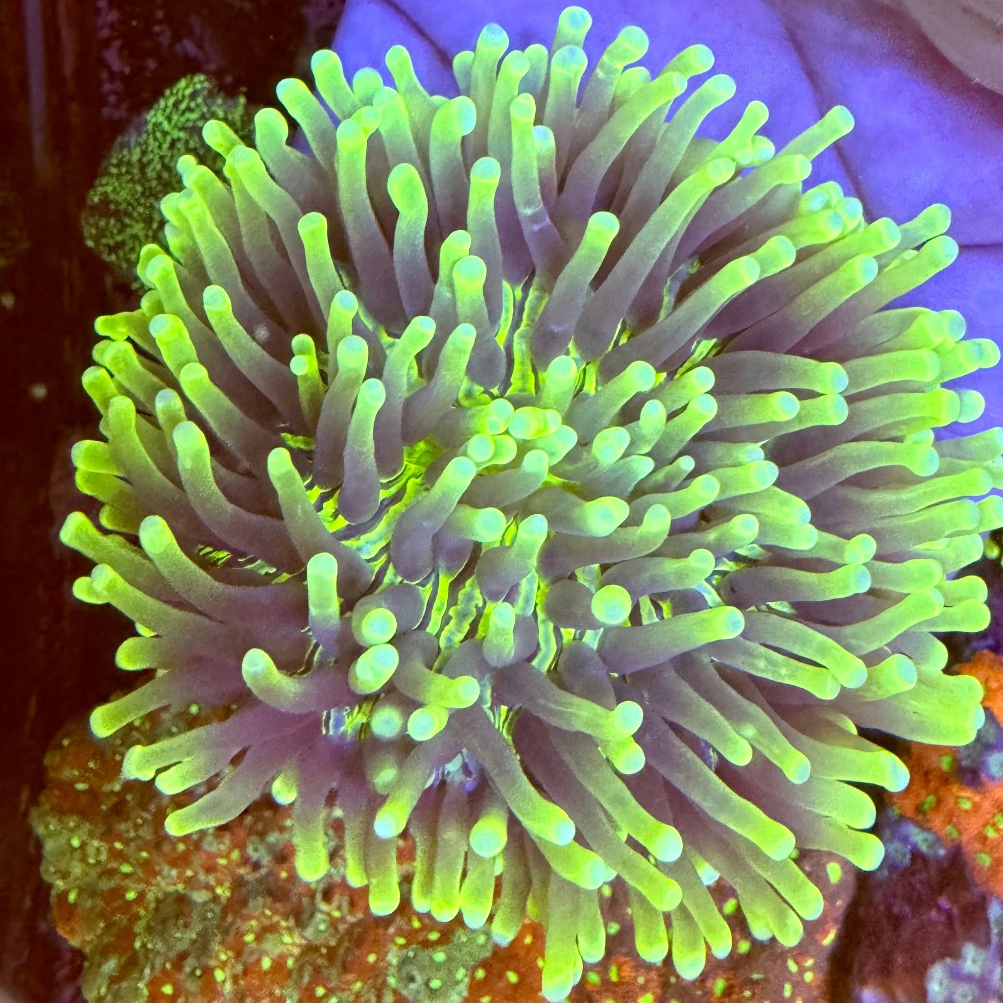 Heliofungia (Australian plate coral)