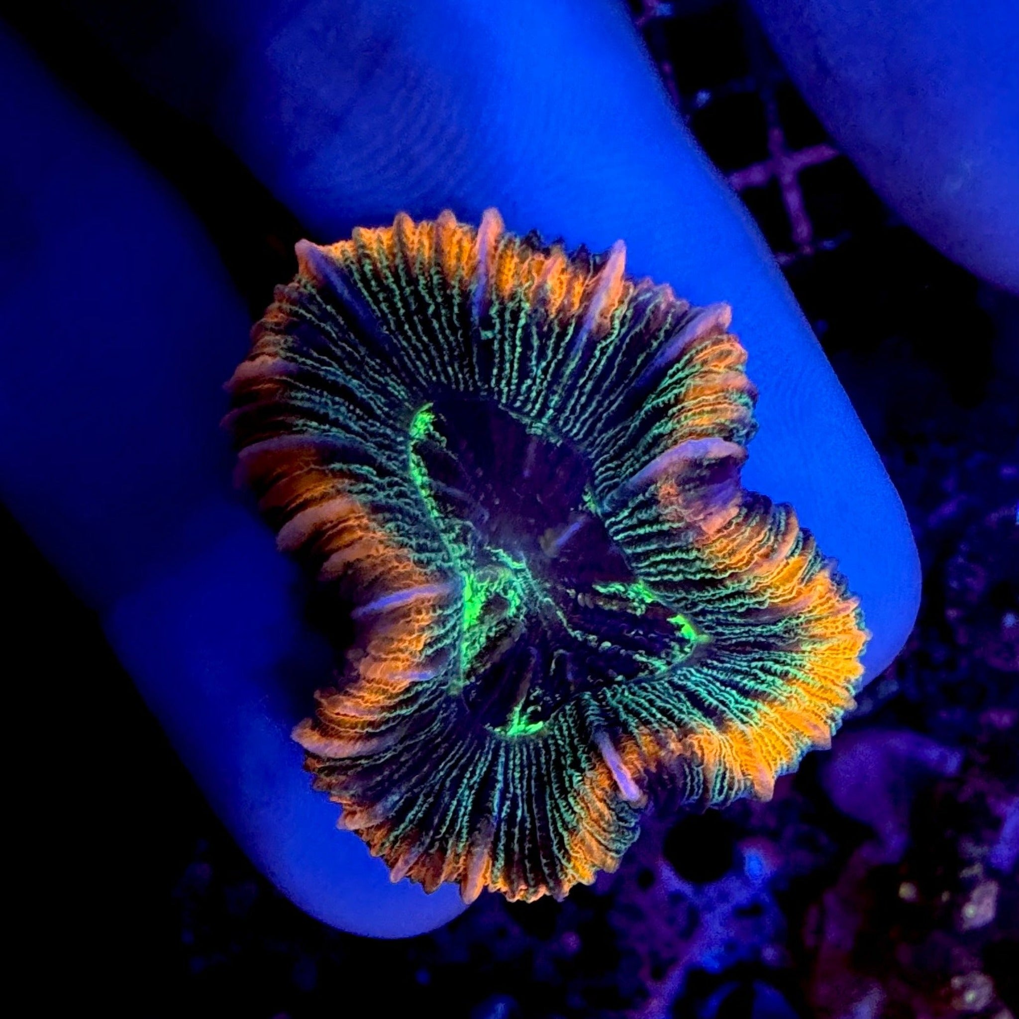 Red/Green Veined Trachyphyllia