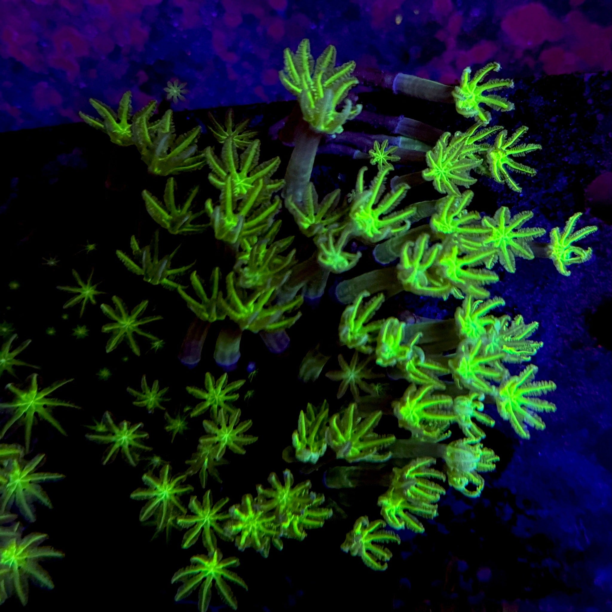 Ultra Green Clove Polyp-Colony