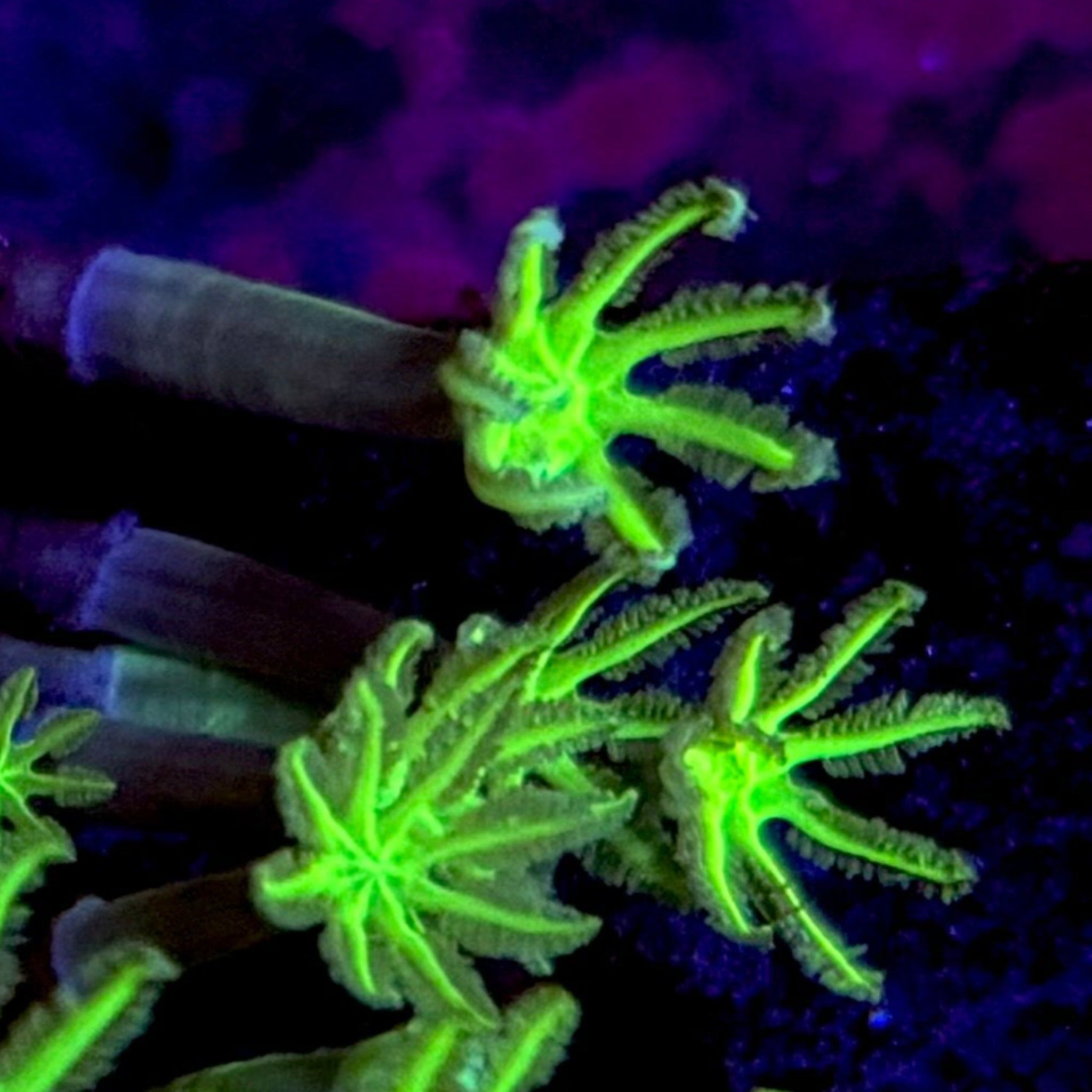 Ultra Green Clove Polyp Frag- 3-4 Large Polyps