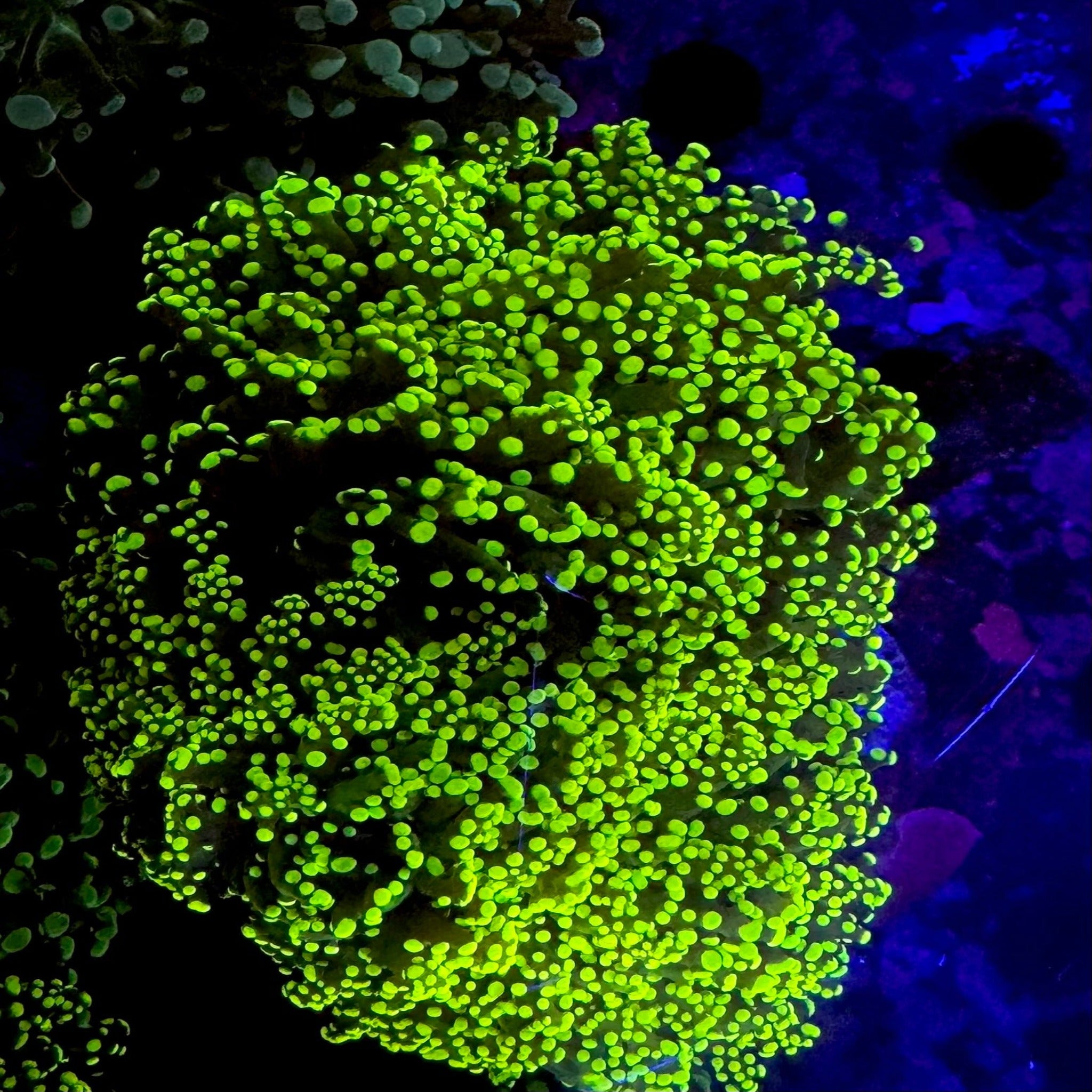 Ultra Yellow/Green Frogspawn-1 polyp