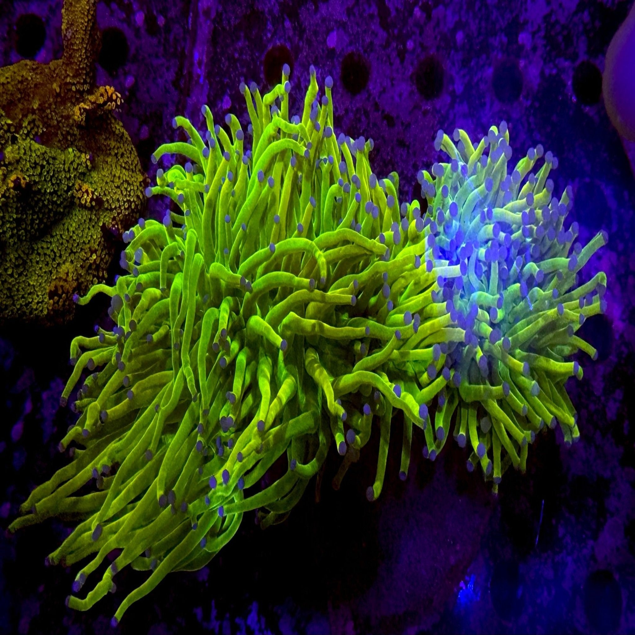 Cotton Candy Grail Torch Colony