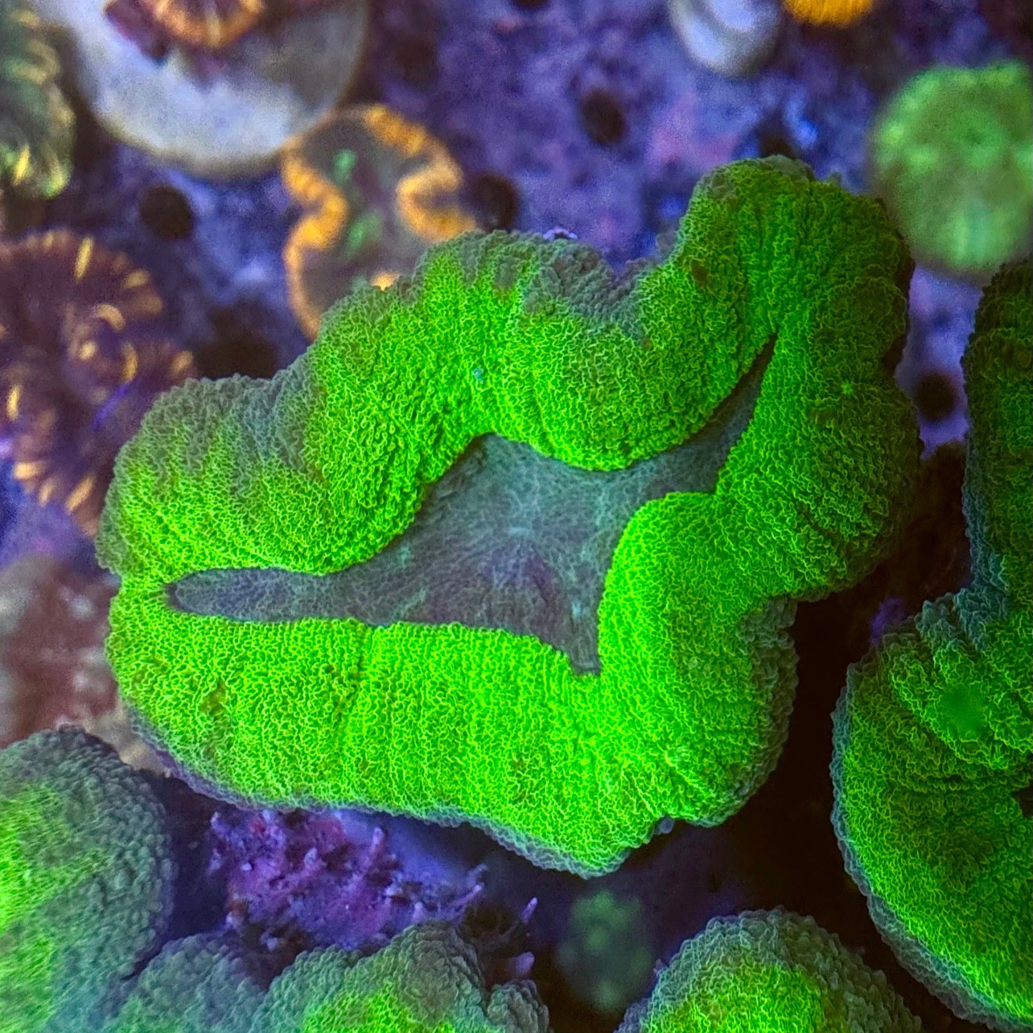 Green Lobophyllia- 1 Head